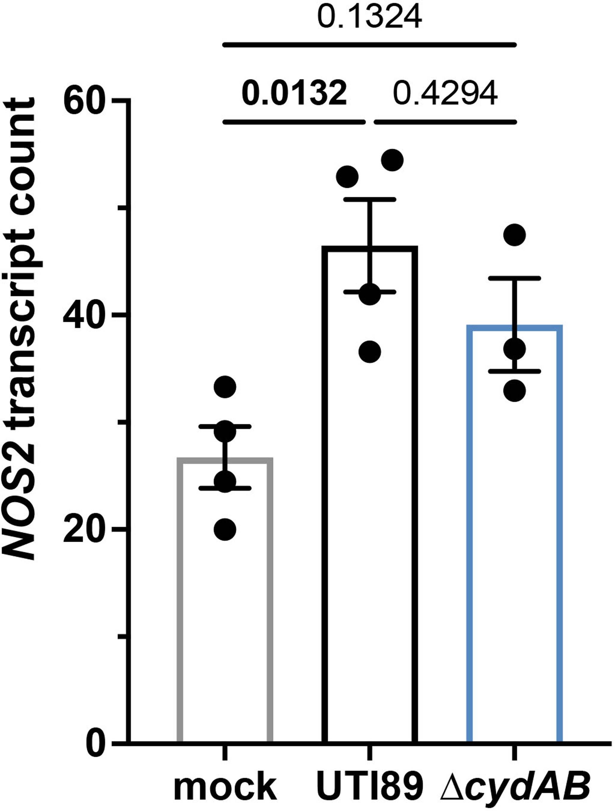Extended Data Fig. 4: Urothelial cells upregulated NOS2 in response to intracellular infection.