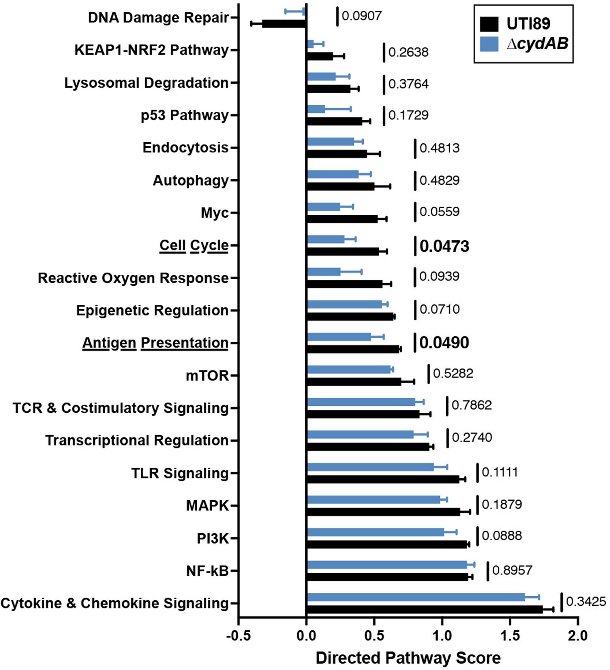 Extended Data Fig. 8: Cytochrome bd has minimal impact on urothelial cell immune response to intracellular infection.