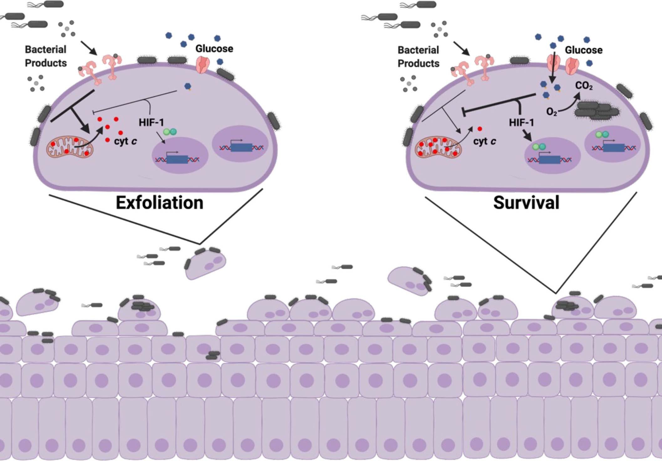 Extended Data Fig. 10: Proposed model.