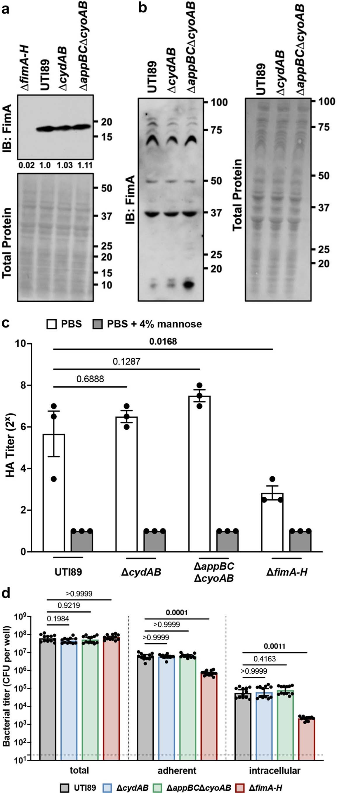 Extended Data Fig. 1: Cytochrome bd does not influence type 1 pilus dependent adherence or invasion of urothelial cells.