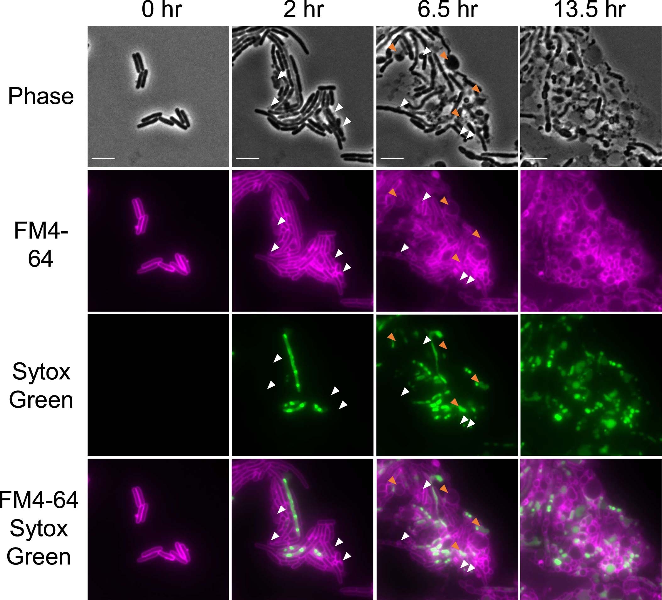 Extended Data Fig. 9
