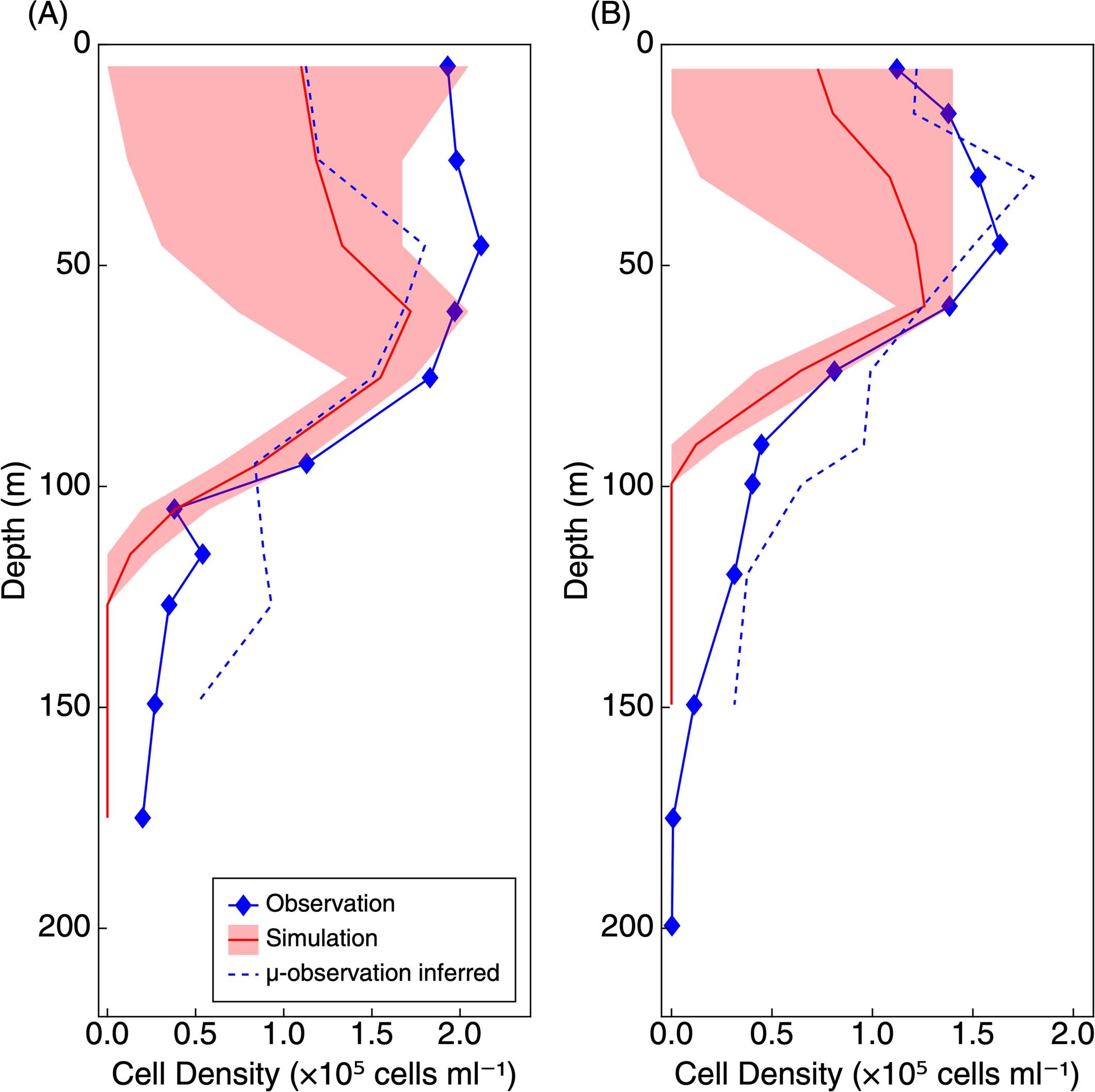 Extended Data Fig. 2: Simulated and observed cell densities at Station ALOHA (panel A) and equatorial Pacific (panel B).