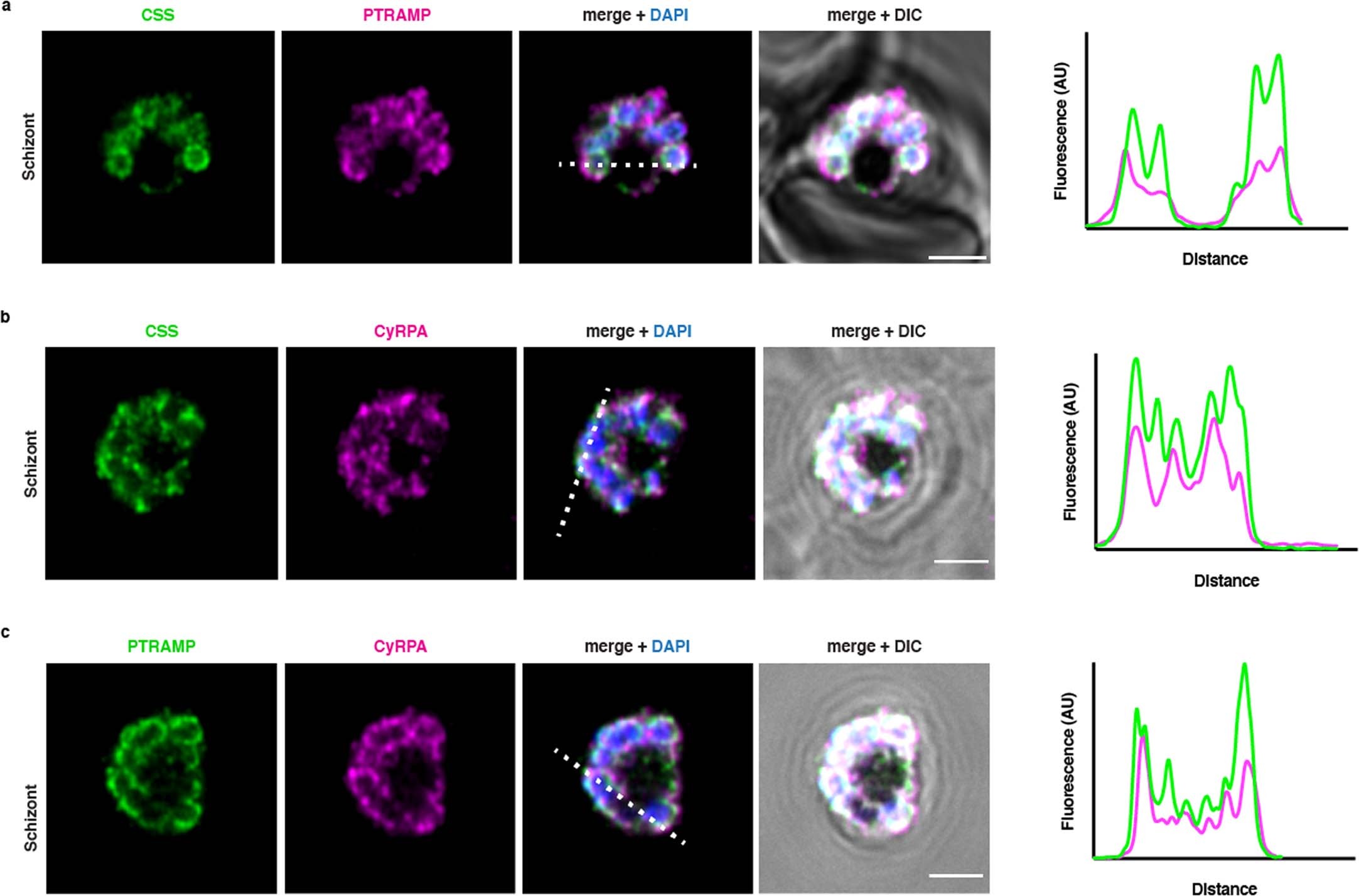 Extended Data Fig. 8: Co-localisation of PfCSS, PfPTRAMP and CyRPA in late schizonts of P. falciparum by immunofluorescence and super resolution microscopy.