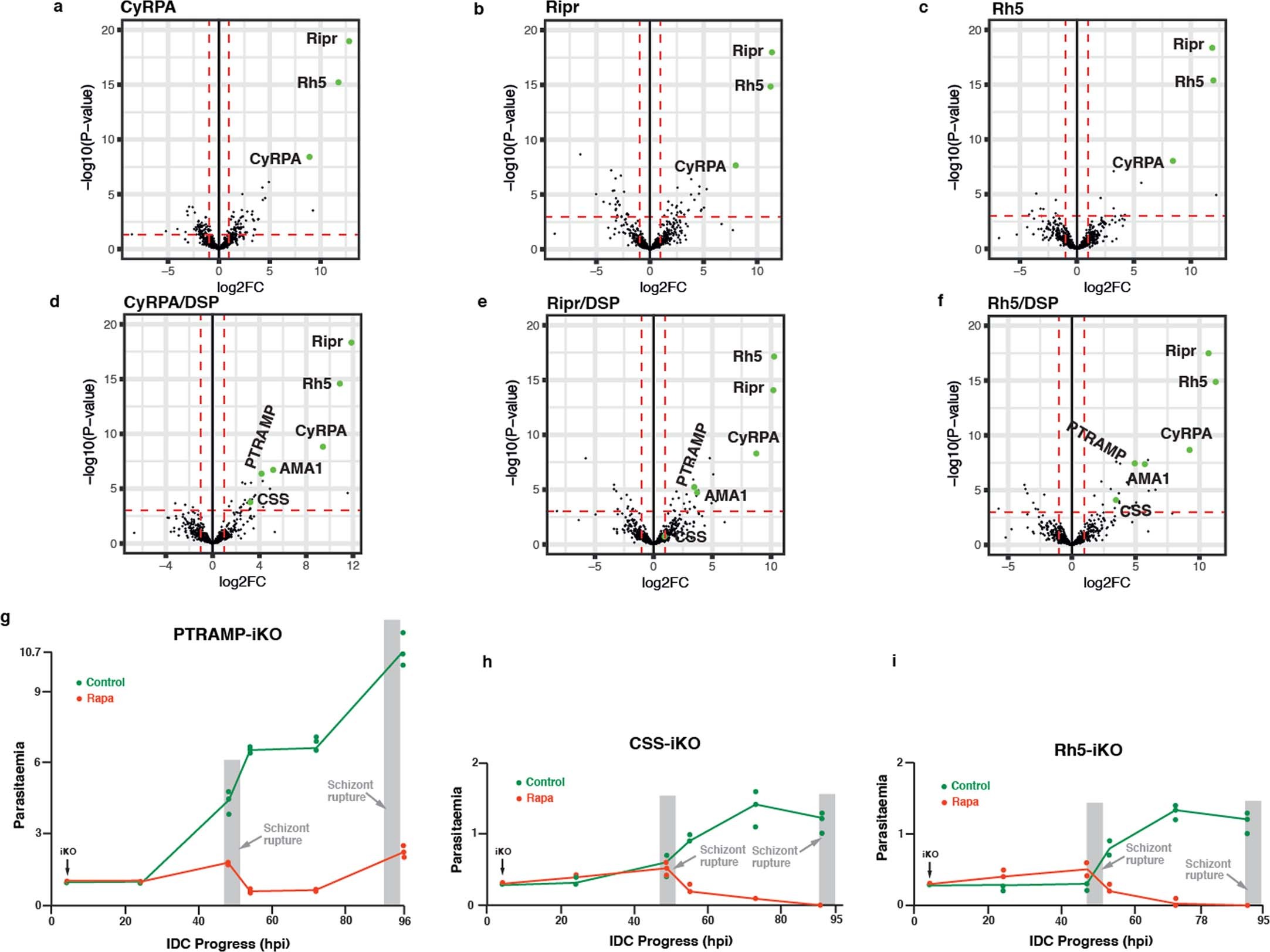 Extended Data Fig. 1: PfPTRAMP and PfCSS interact with the PfRh5 complex and play an essential role for growth of P. falciparum.