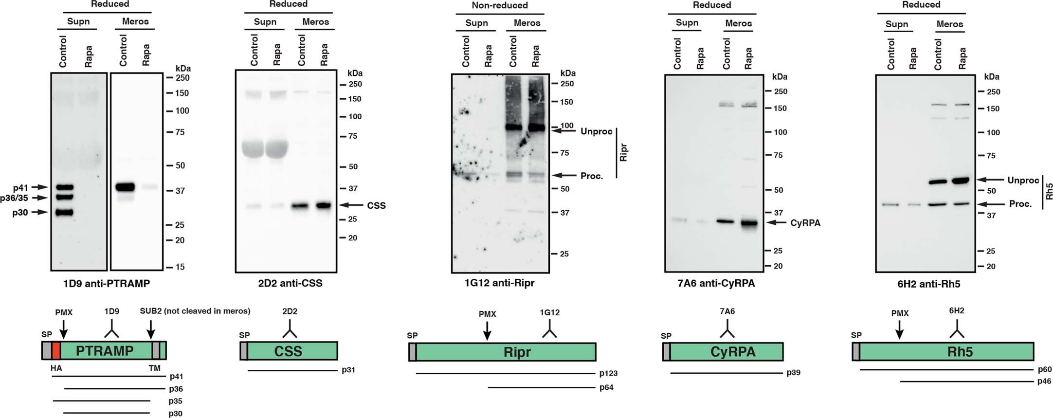 Extended Data Fig. 2: PfCSS, PfRipr, CyRPA and PfRh5 are expressed at normal levels when PfPTRAMP expression is removed by conditional gene knockout.