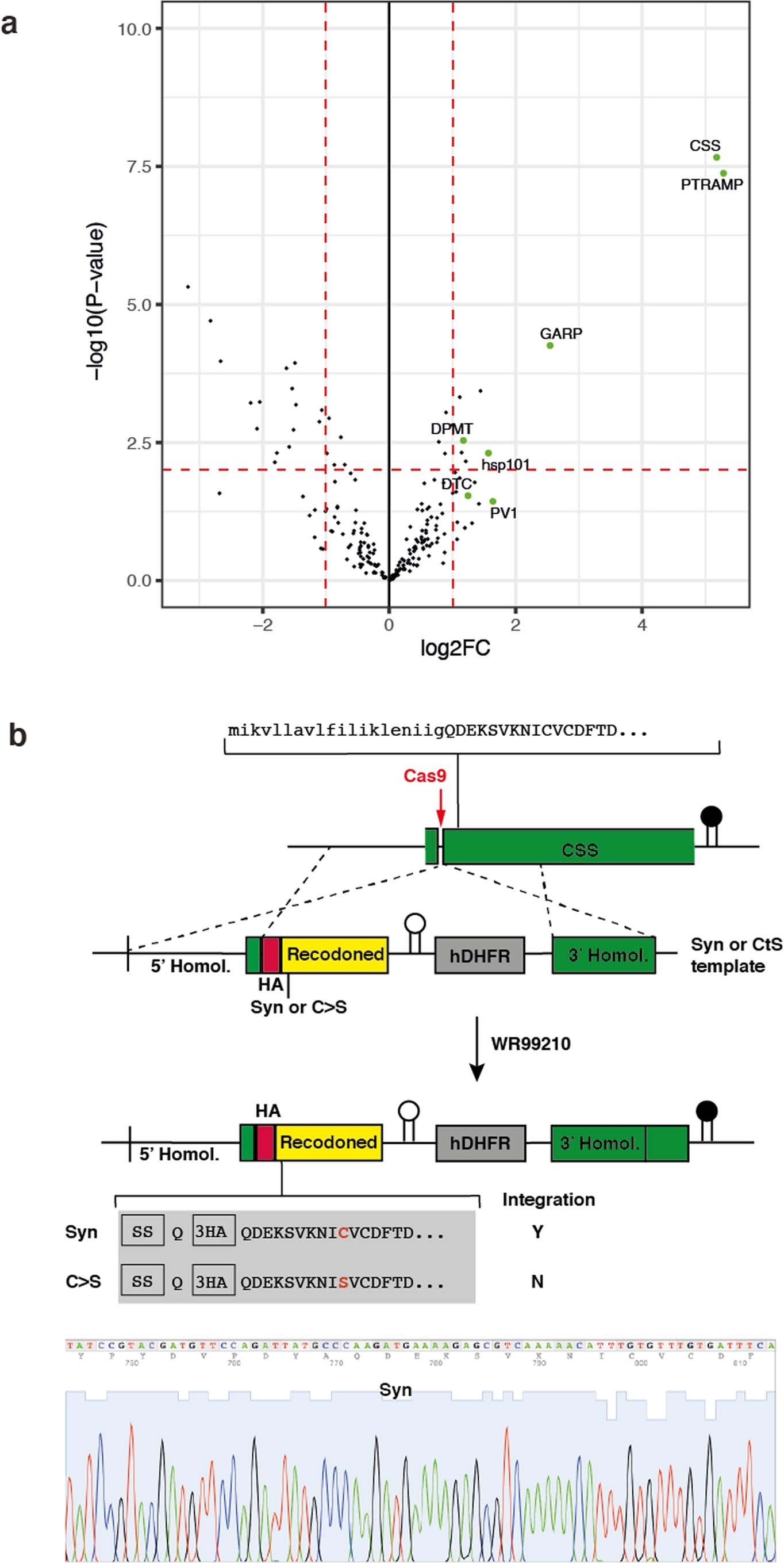 Extended Data Fig. 3: PfPTRAMP and PfCSS form a complex and the PfCSS C30 residue appears to be essential.
