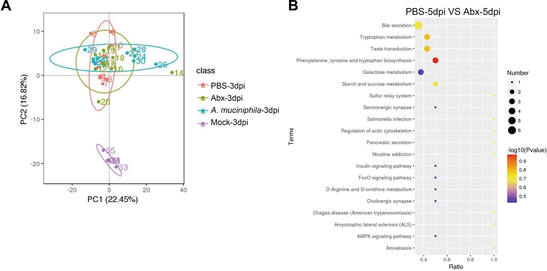 Extended Data Fig. 4: A. muciniphila colonization in antibiotic-pretreated mice upregulates TCDCA secretion.