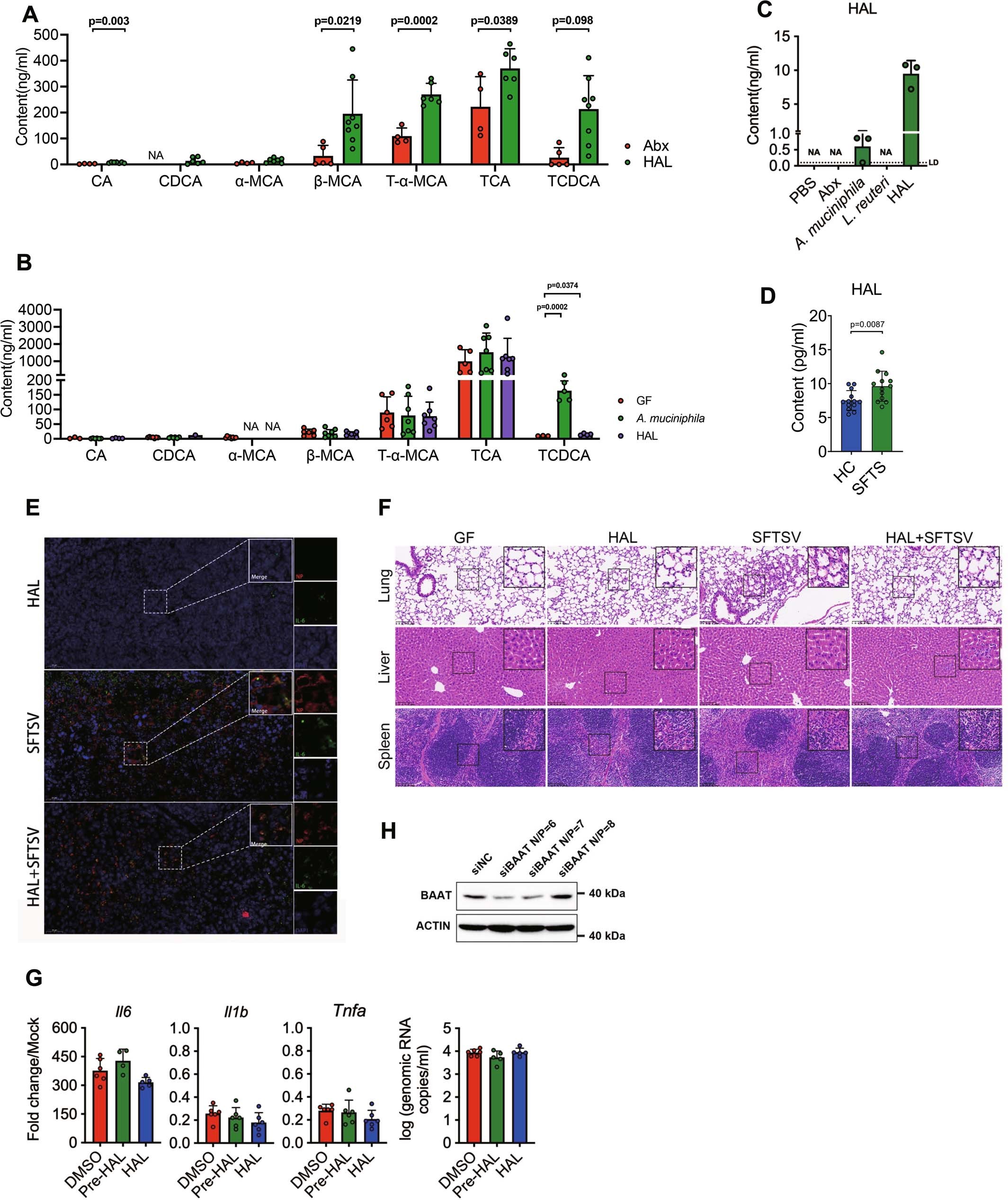 Extended Data Fig. 8: The A. muciniphila metabolite harmaline prohibits systemic inflammatory responses in Abx-treated and GF mice.