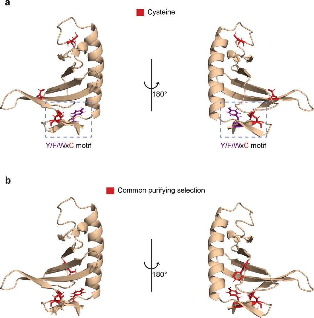 Extended Data Fig. 1: Common purifying selection on the RNAse-like effectors.