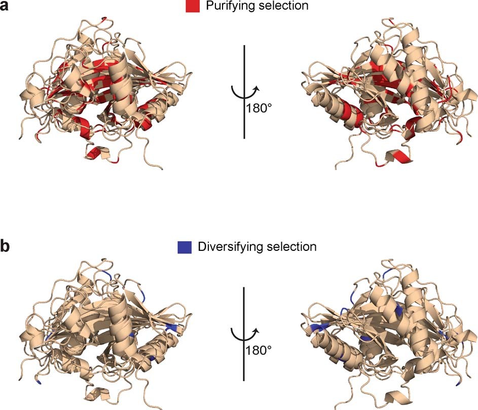 Extended Data Fig. 3: Common selection pressure on the Tin2-like effectors.