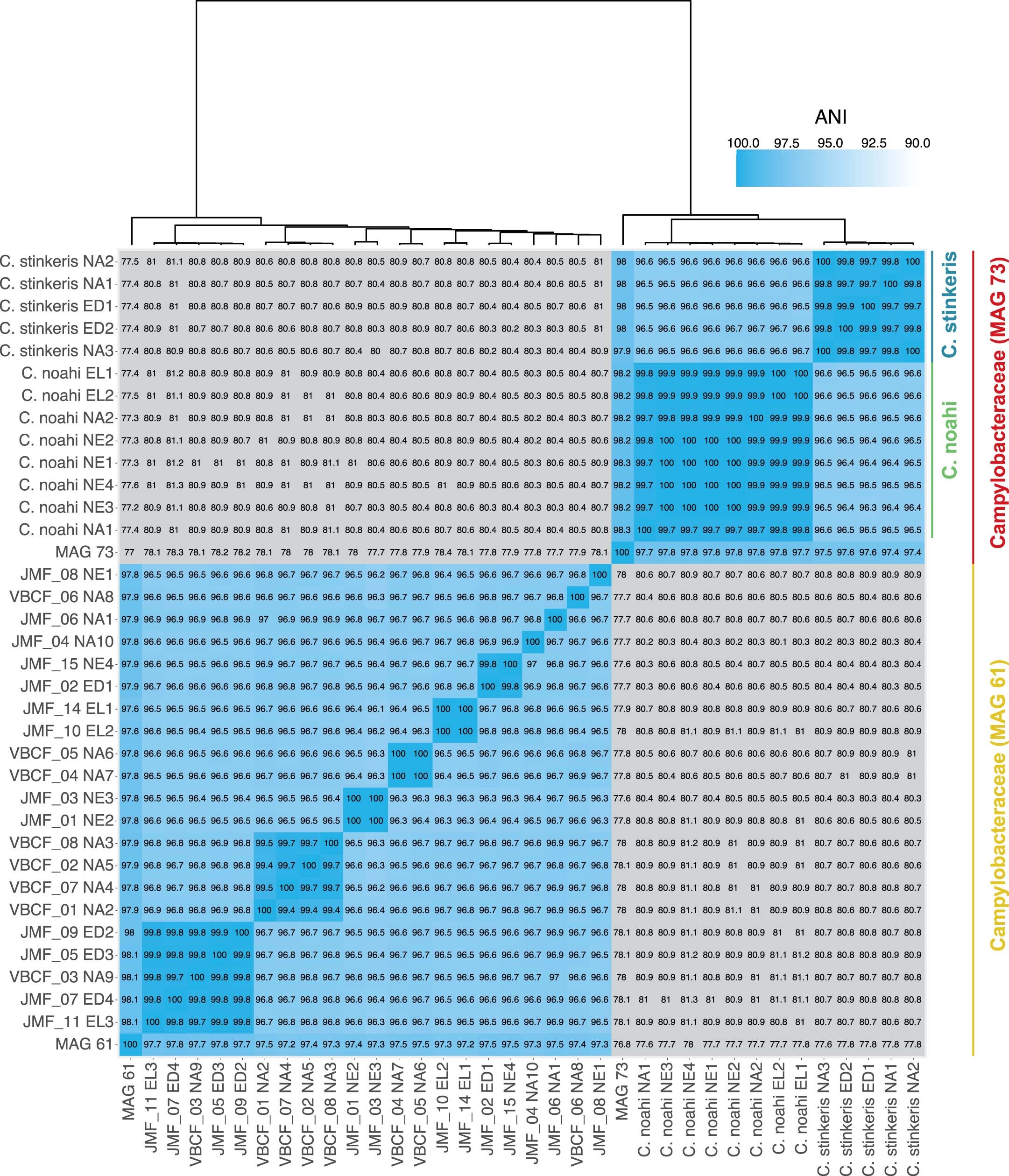 Extended Data Fig. 4: Pairwise ANI and clustering of genomes with MAGs suggests population structure.
