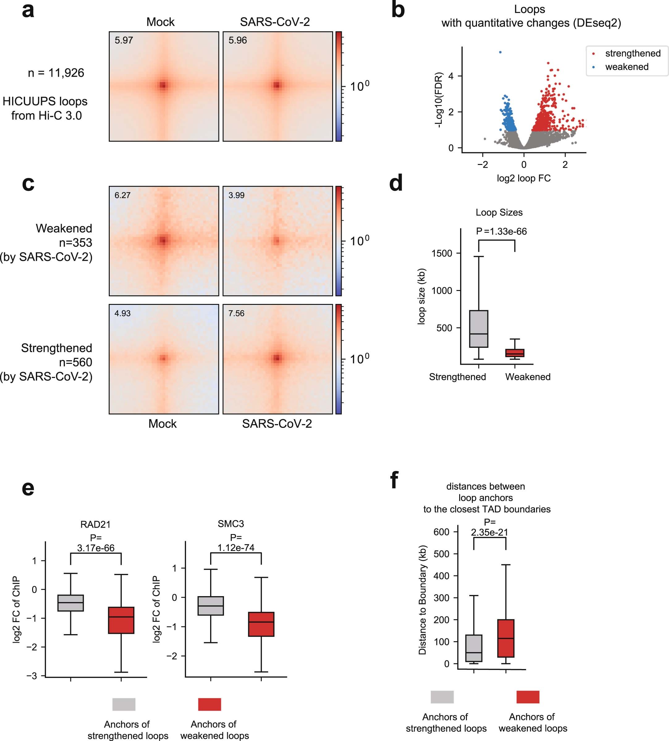Extended Data Fig. 8: Dot-shaped chromatin loops are largely unaltered by SARS-CoV-2 infection, but a subset of them is changed.