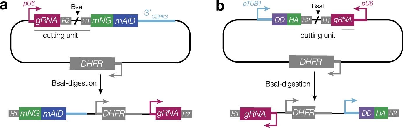 Extended Data Fig. 8