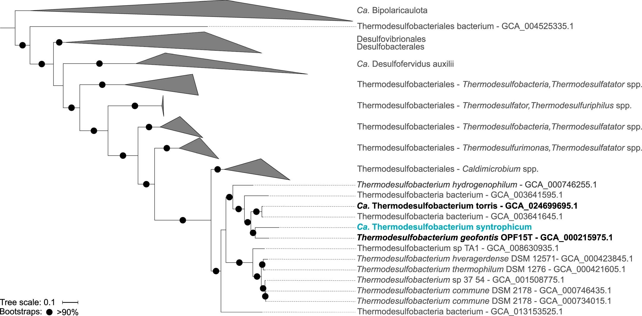 Extended Data Fig. 9: Phylogenomic placement of Candidatus Thermodesulfobacterium syntrophicum based on the concatenated alignment of 71 bacterial single copy core genes.