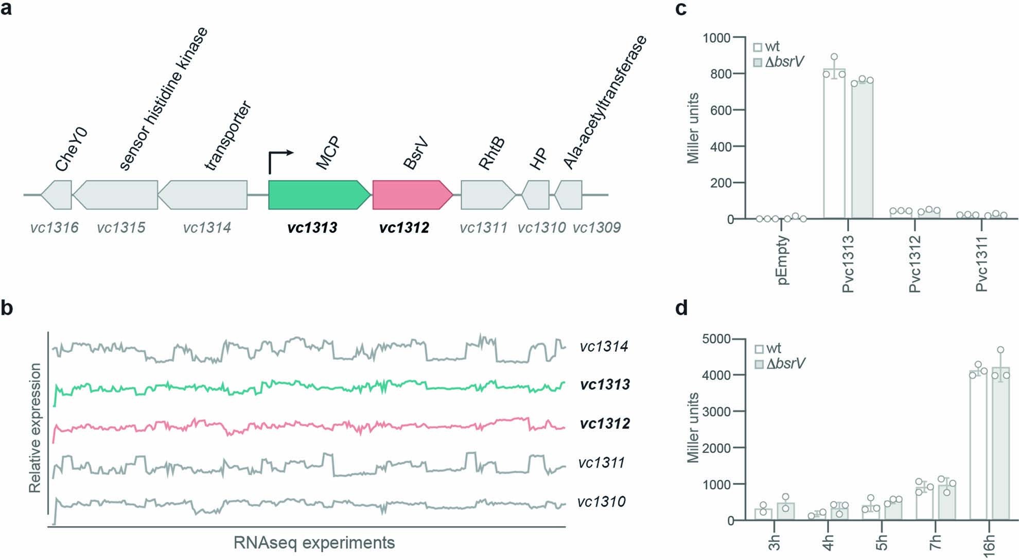 Extended Data Fig. 5: MCPDRK genetic context and promoter transcriptional activity.