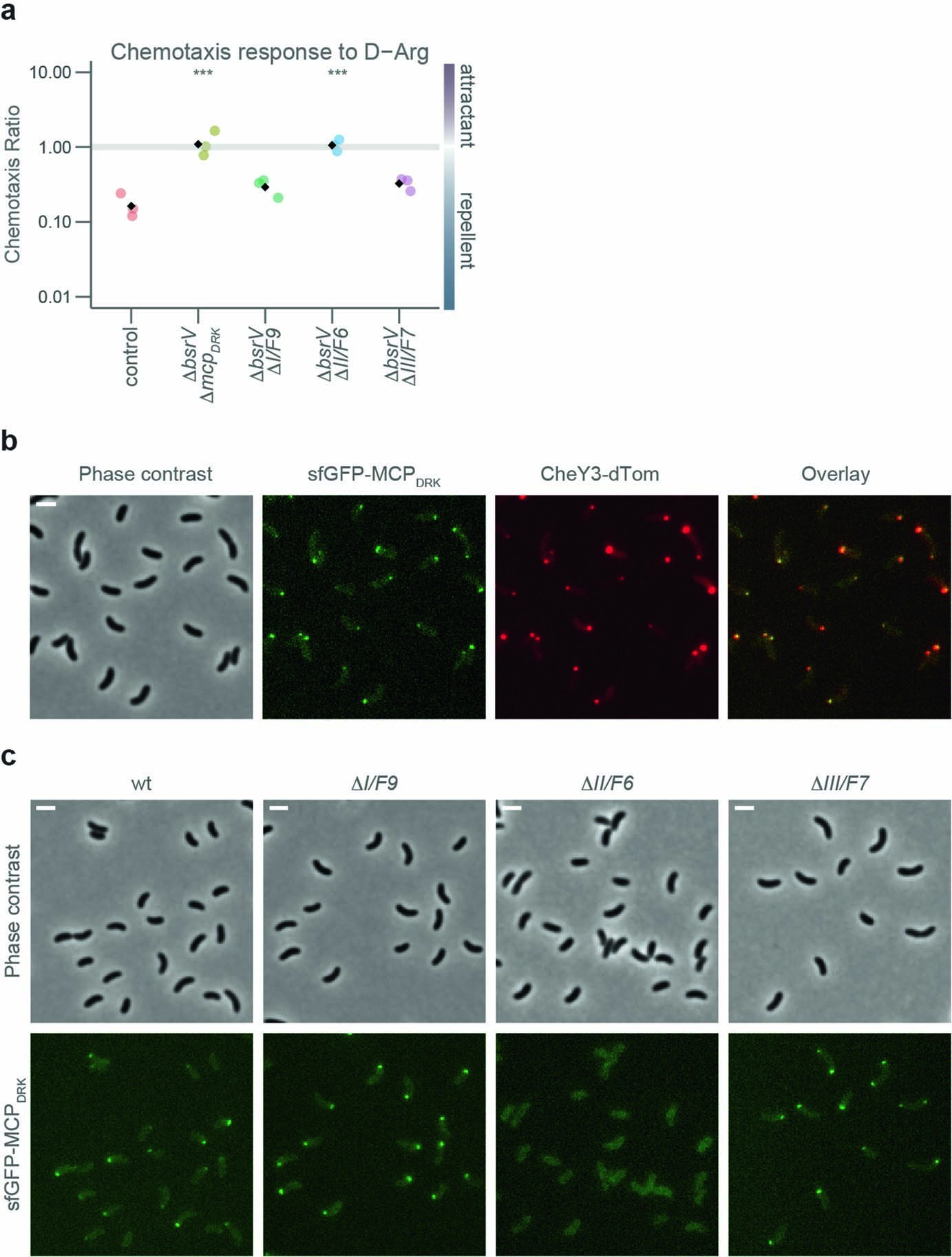Extended Data Fig. 6: MCPDRK forms part of the chemotaxis F6 system.