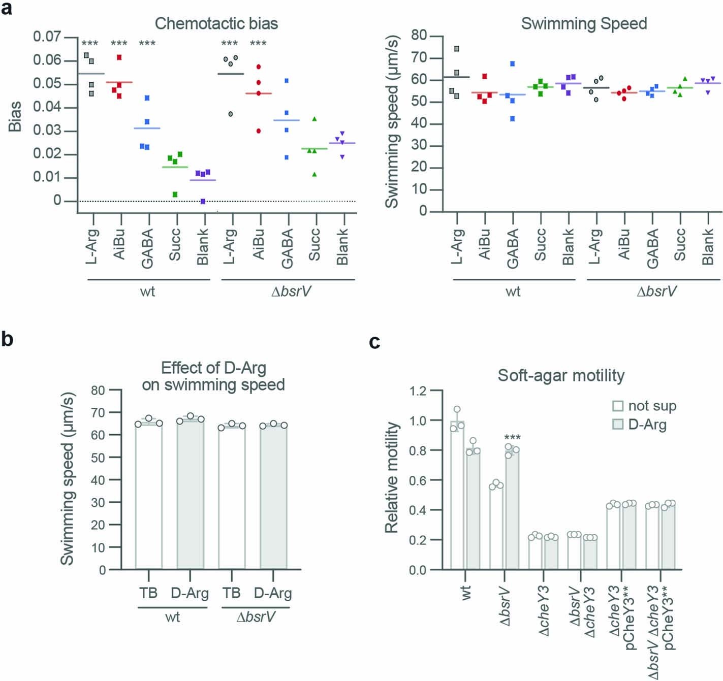 Extended Data Fig. 2: Comparison of chemotactic ability of V. cholerae wild-type and ΔbsrV strains.
