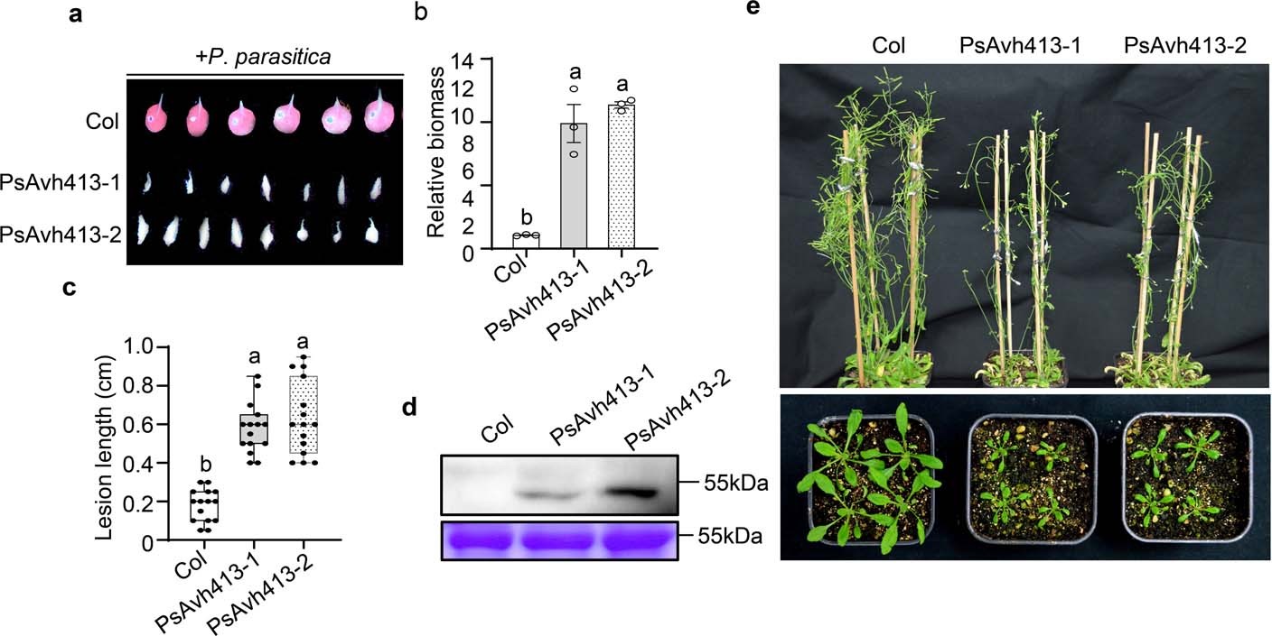 Extended Data Fig. 2: Overexpression of PsAvh413 affected plant development and defense response in Arabidopsis.