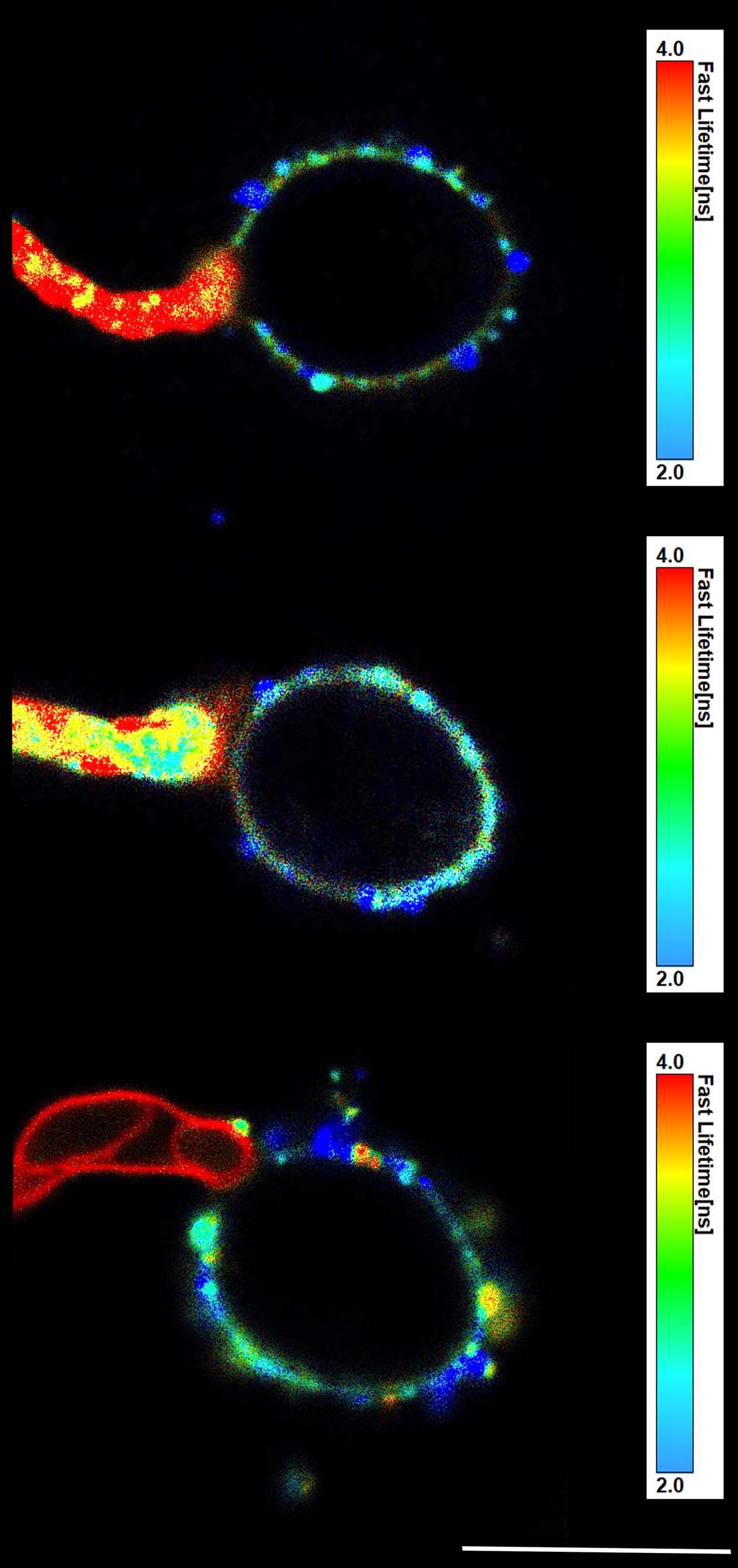 Extended Data Fig. 2: Spatial variations in membrane tension in germ tubes and appressoria of M. oryzae.