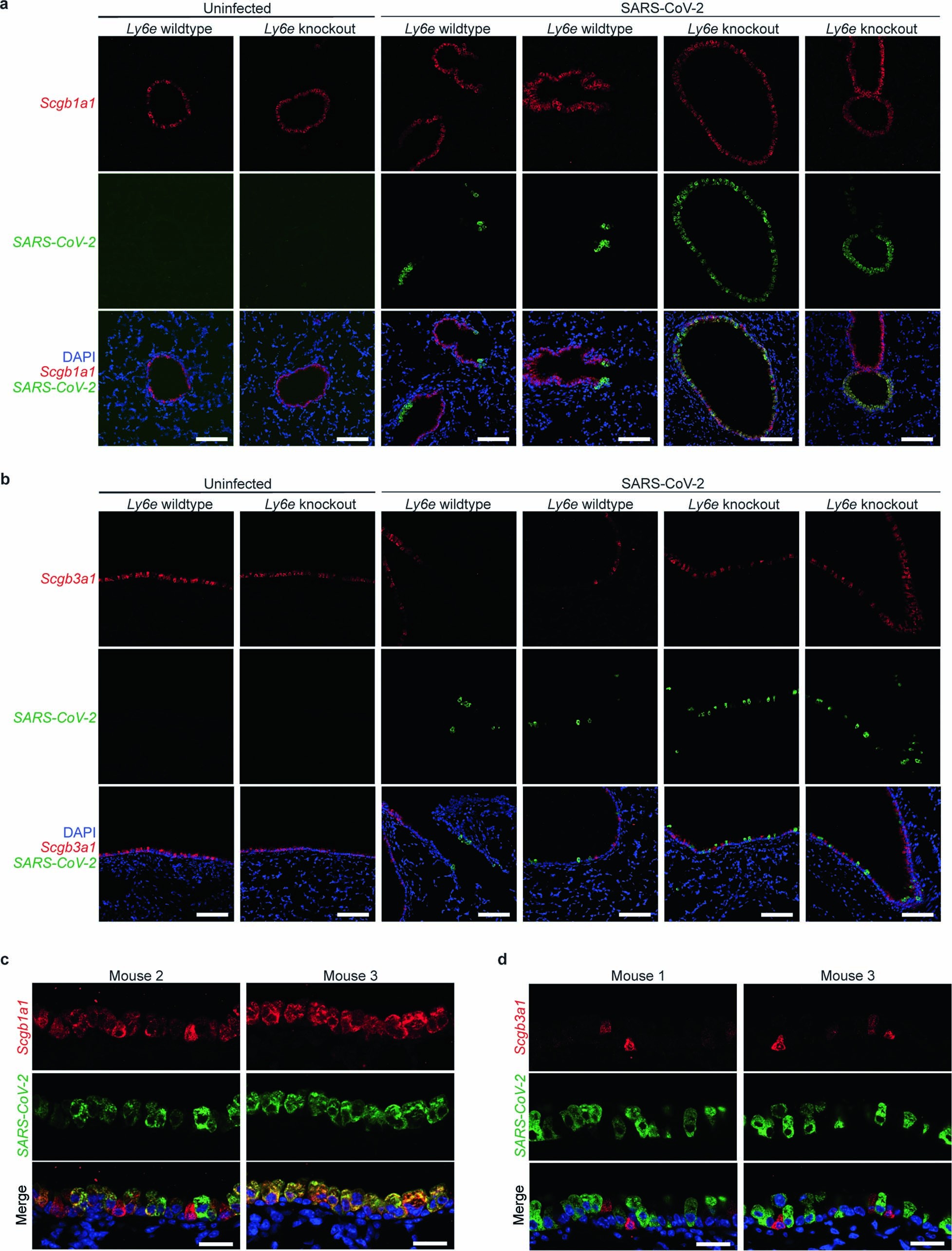 Extended Data Fig. 6