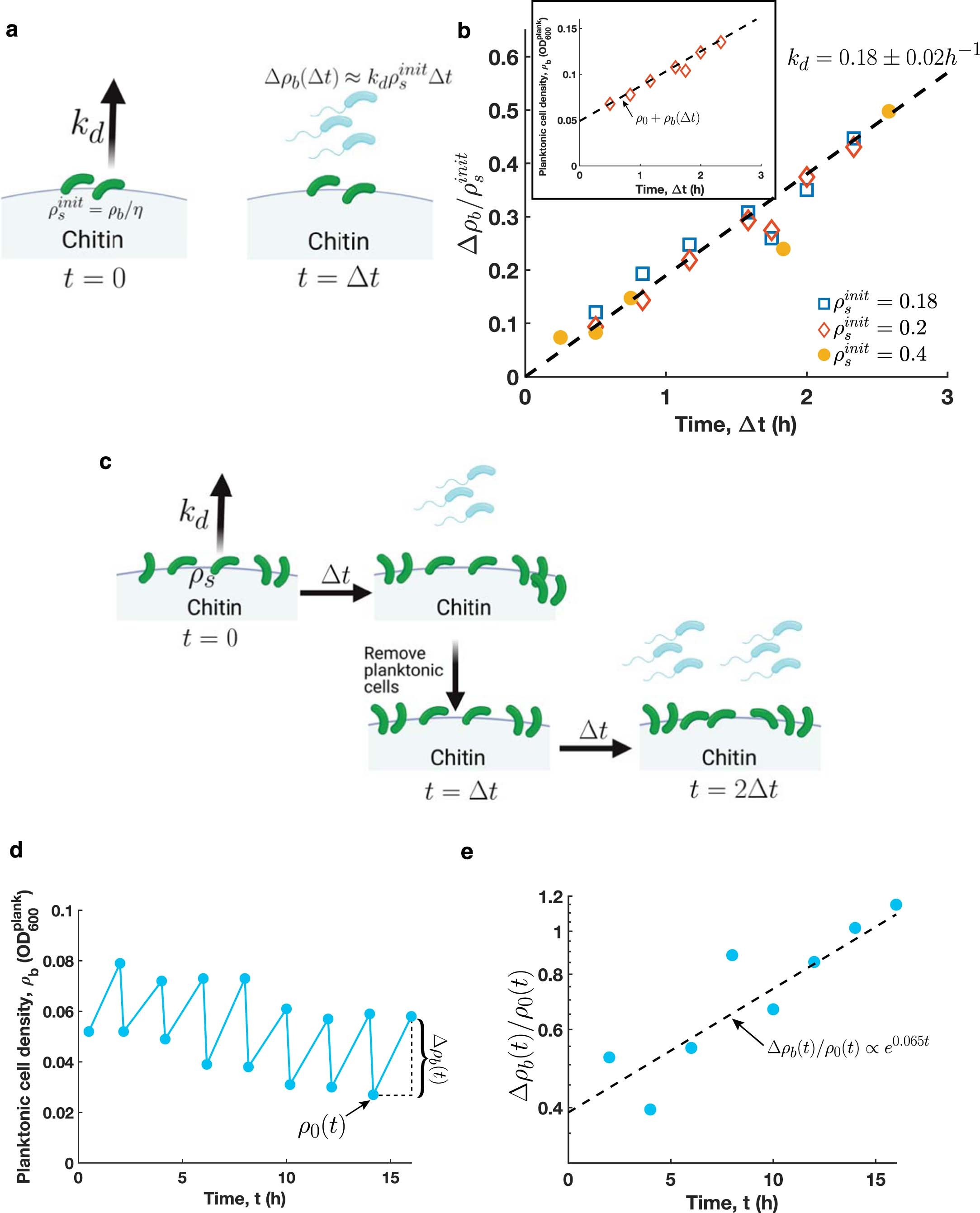 Extended Data Fig. 5: 1A01 has a dispersal lifestyle.