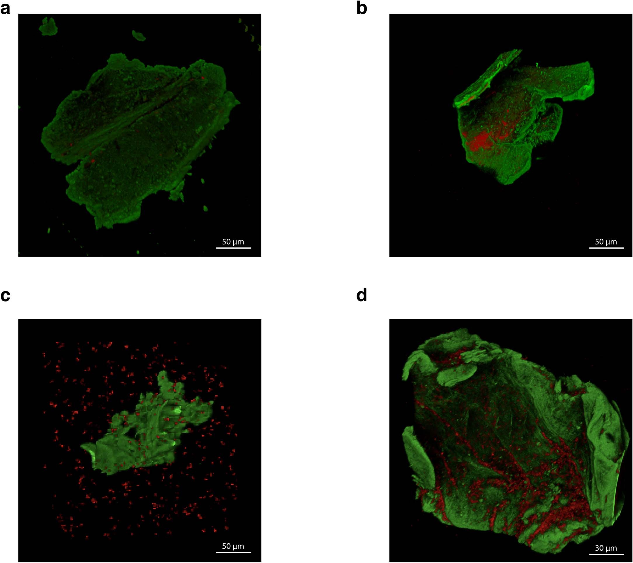 Extended Data Fig. 4: Microscopy images of chitin particles from growing cultures.