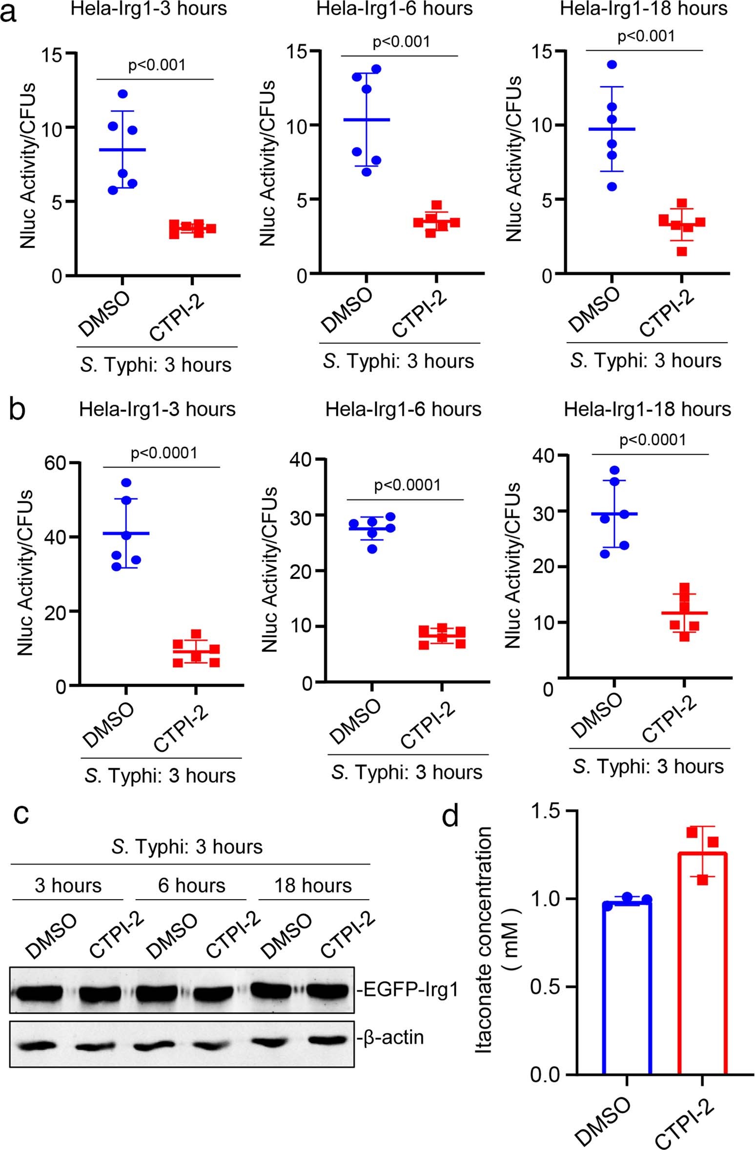 Extended Data Fig. 5: Inhibition of the mitochondrial tricarboxylate transporter SLC25A1 impairs itaconate delivery to the Salmonella-containing vacuole.