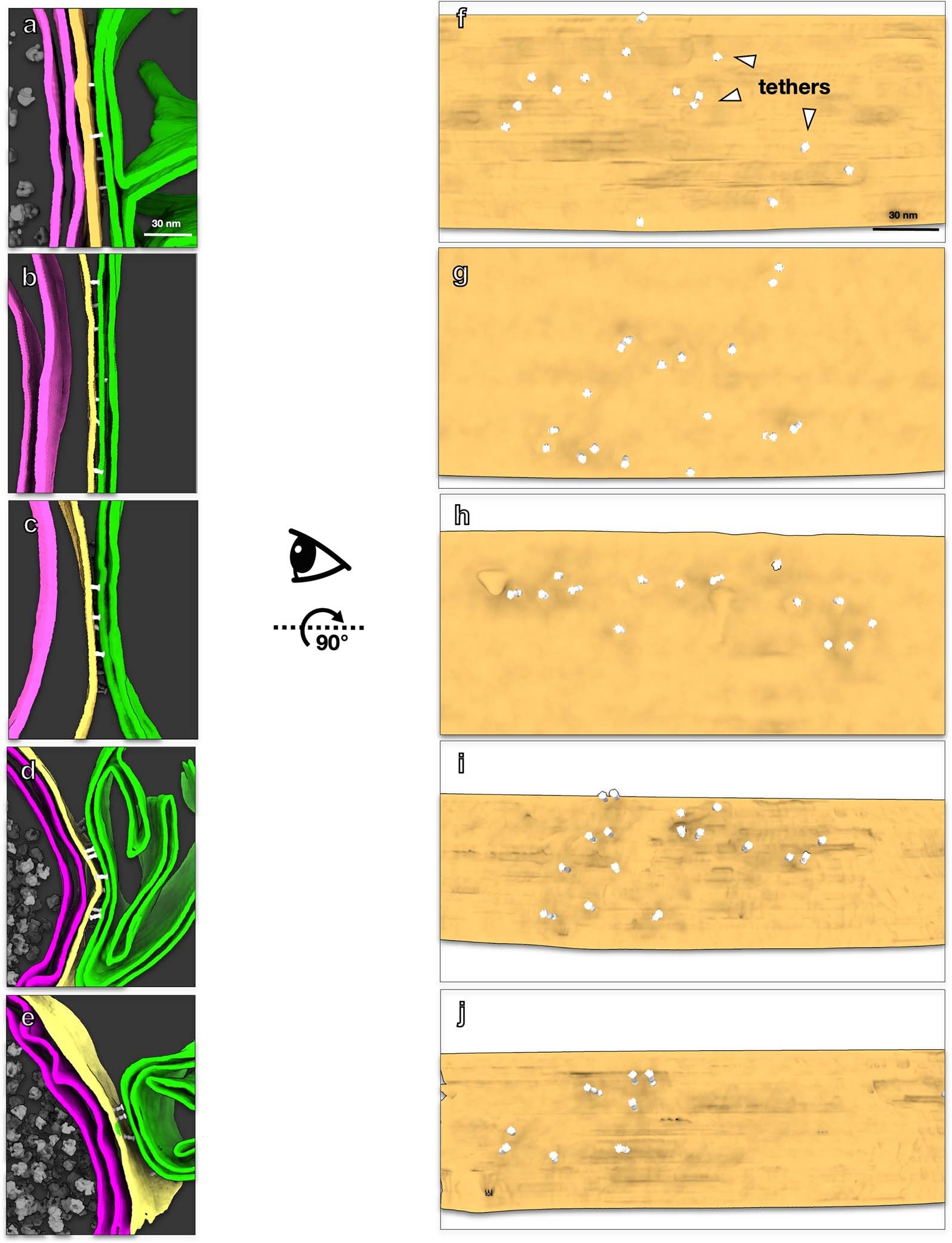 Extended Data Fig. 7: Visualization of tethers at the SCV-mitochondria interface.