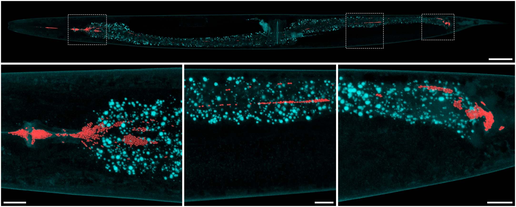 Extended Data Fig. 2: Colonization of the C. elegans intestine by wrinkly host specialists.