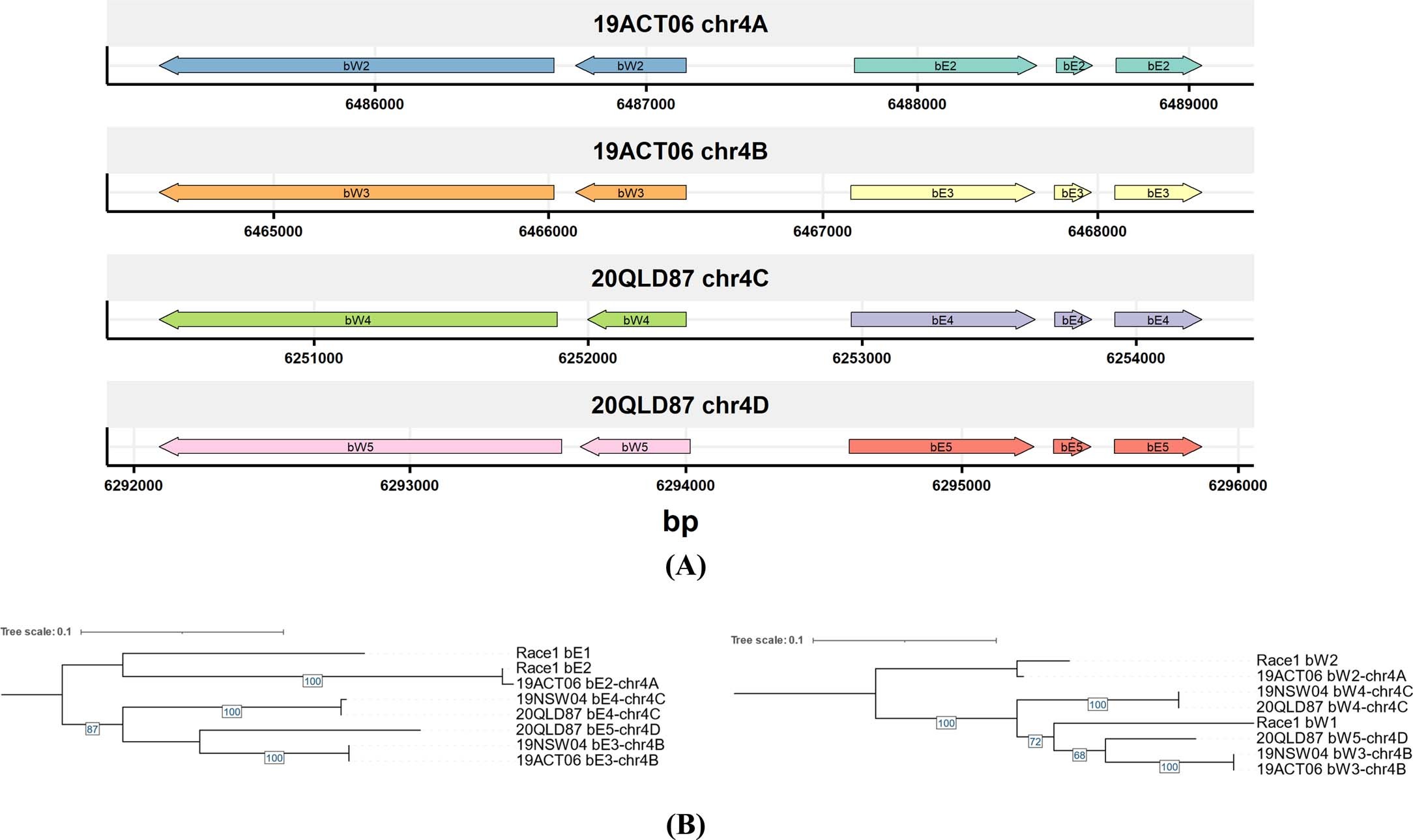 Extended Data Fig. 3: Chromosome location and phylogenetic trees of the mating type proteins bE and bW.
