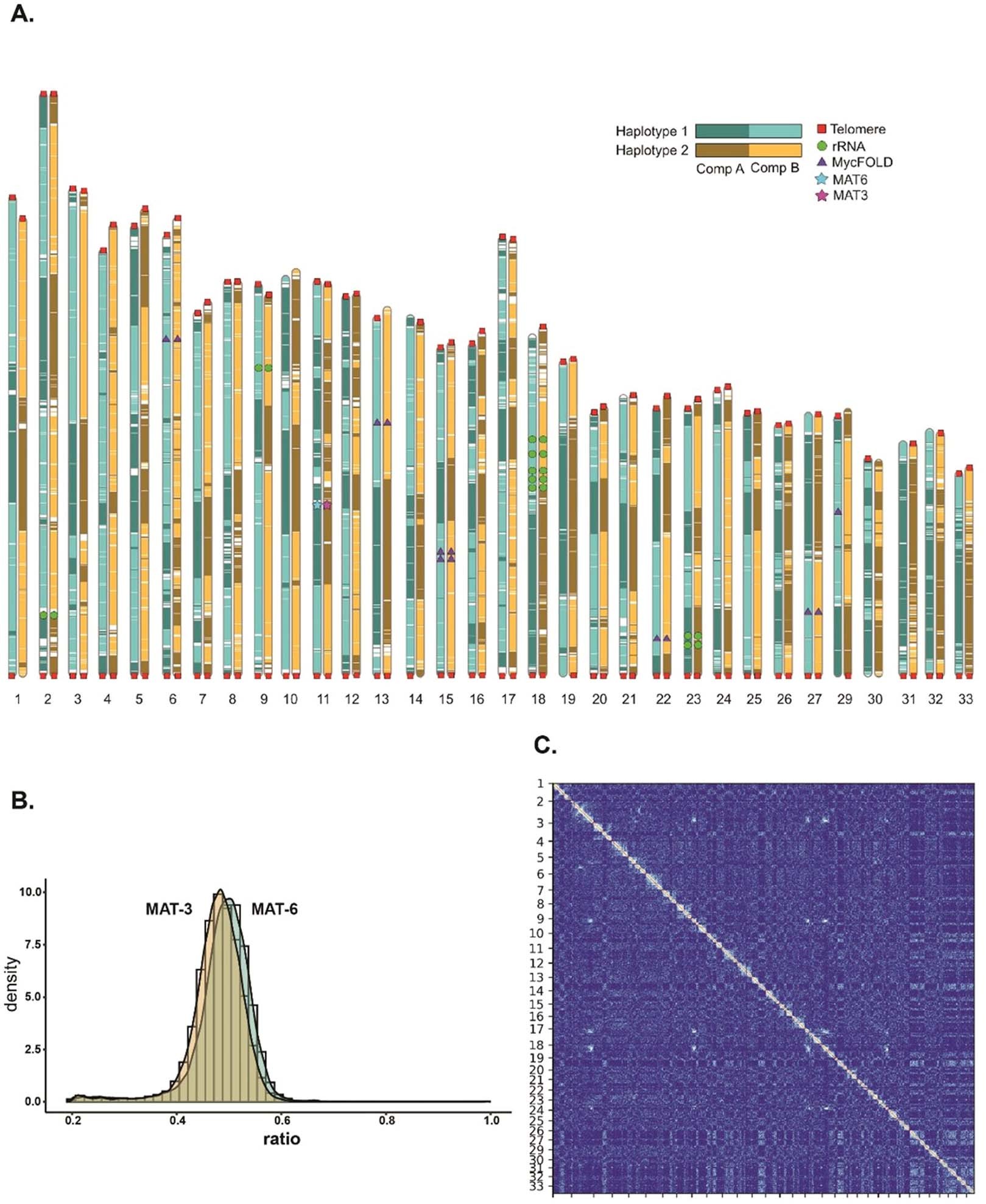 Extended Data Fig. 1: The phased parental chromosomes of the AMF heterokaryotic strain A5.