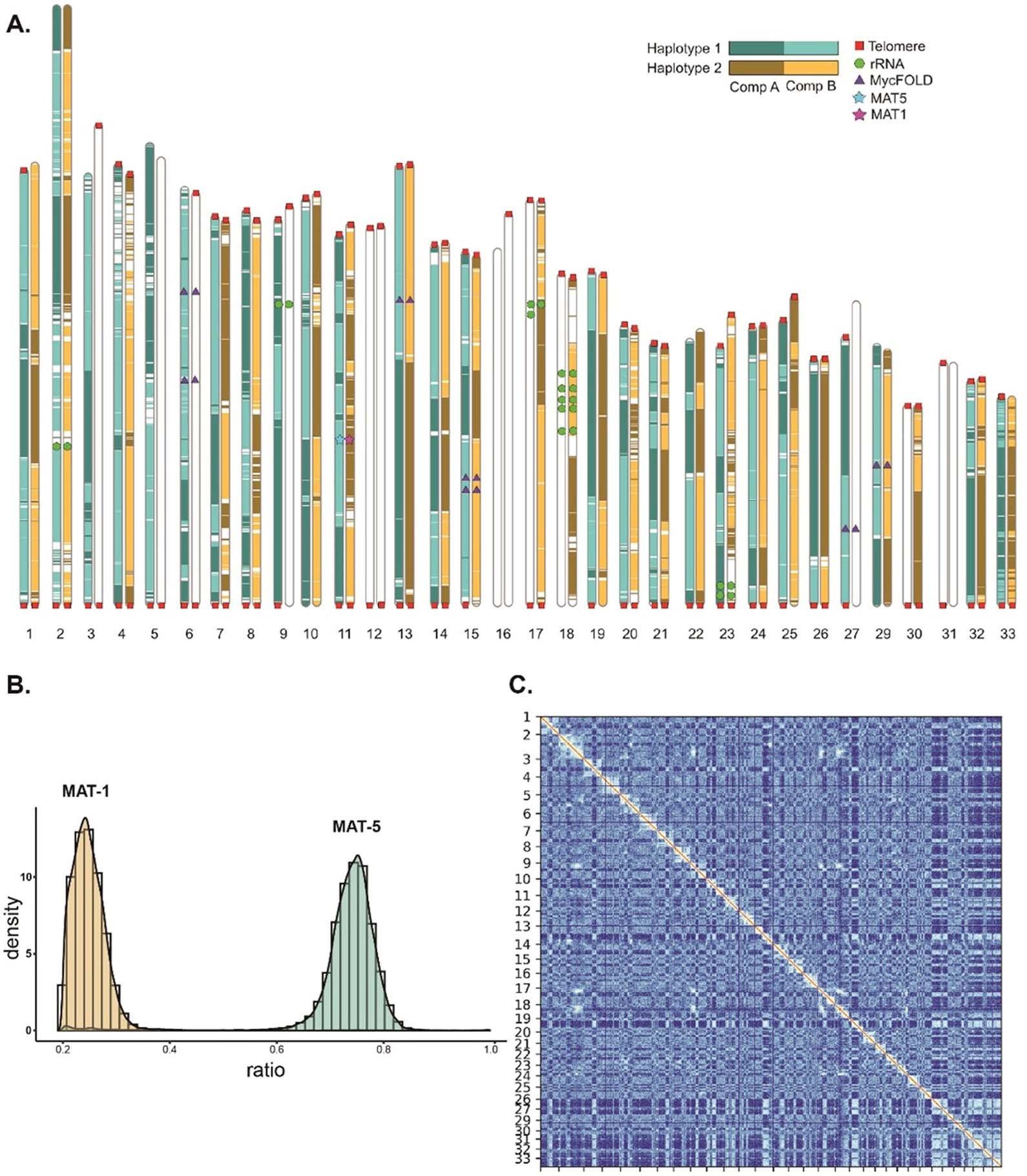 Extended Data Fig. 2: The phased parental chromosomes of the AMF heterokaryotic strain G1.
