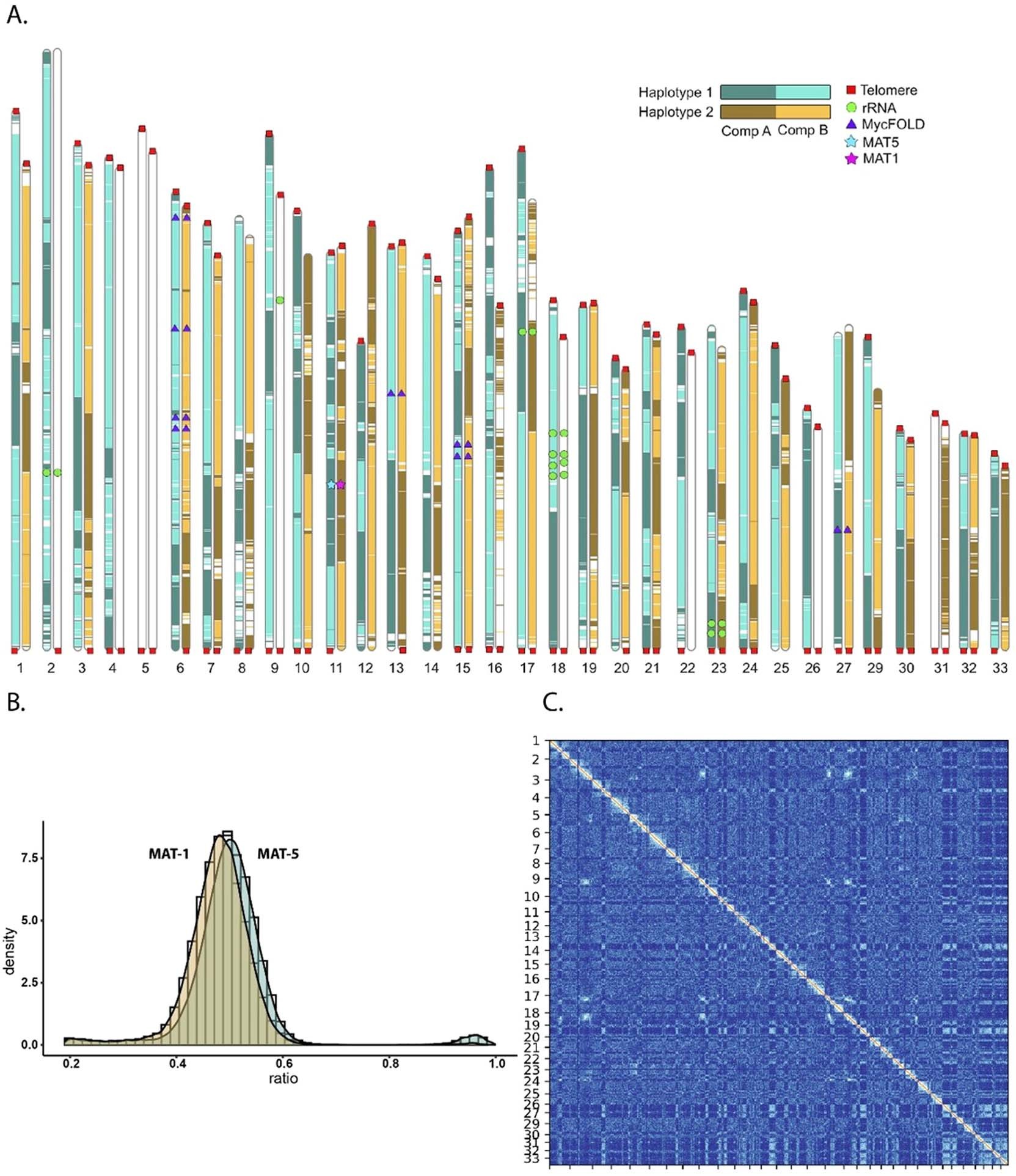 Extended Data Fig. 3: The phased parental chromosomes of the AMF heterokaryotic strain SL1.