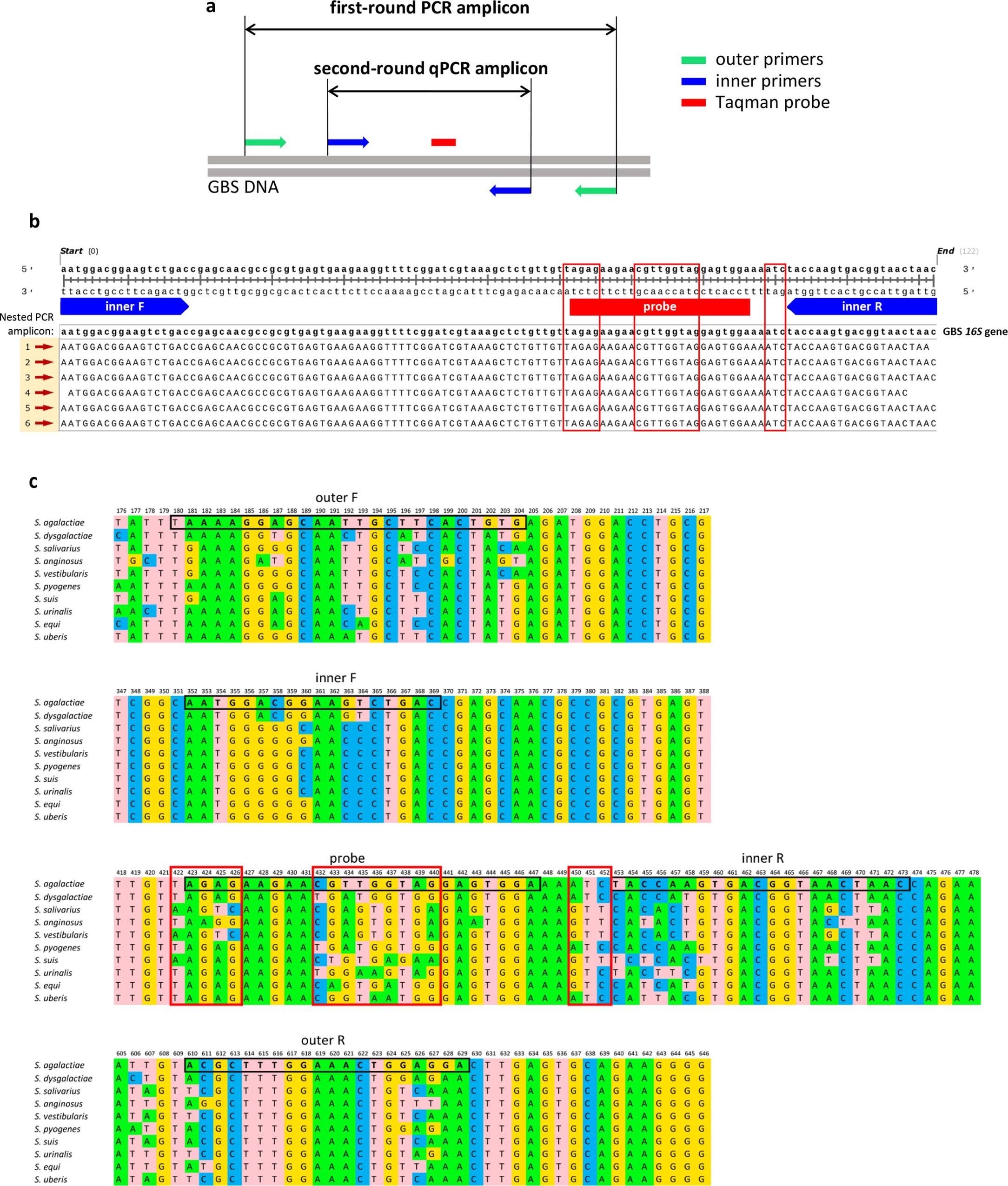 Extended Data Fig. 2: Nested PCR-qPCR assay to detect the 16S GBS gene.