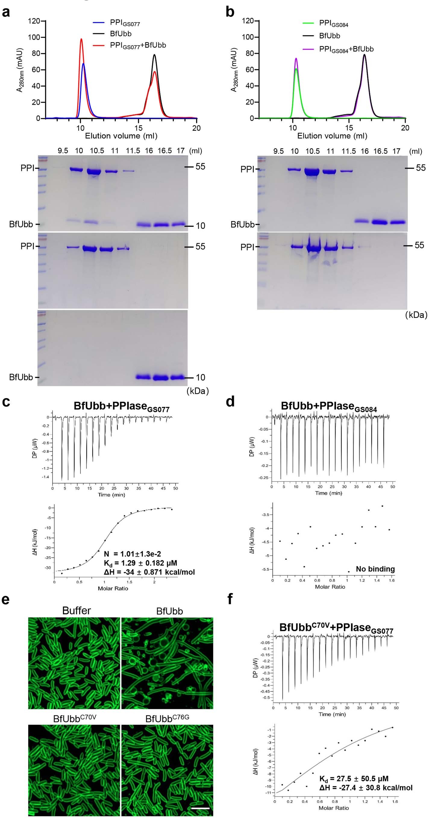 Extended Data Fig. 4: PPIaseGS077 is the target of BfUbb.