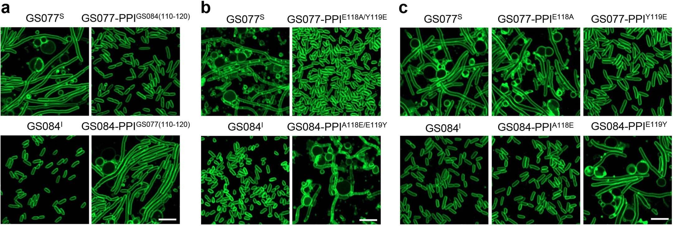 Extended Data Fig. 5: Tyr119 in PPIase is essential for interacting with BfUbb.