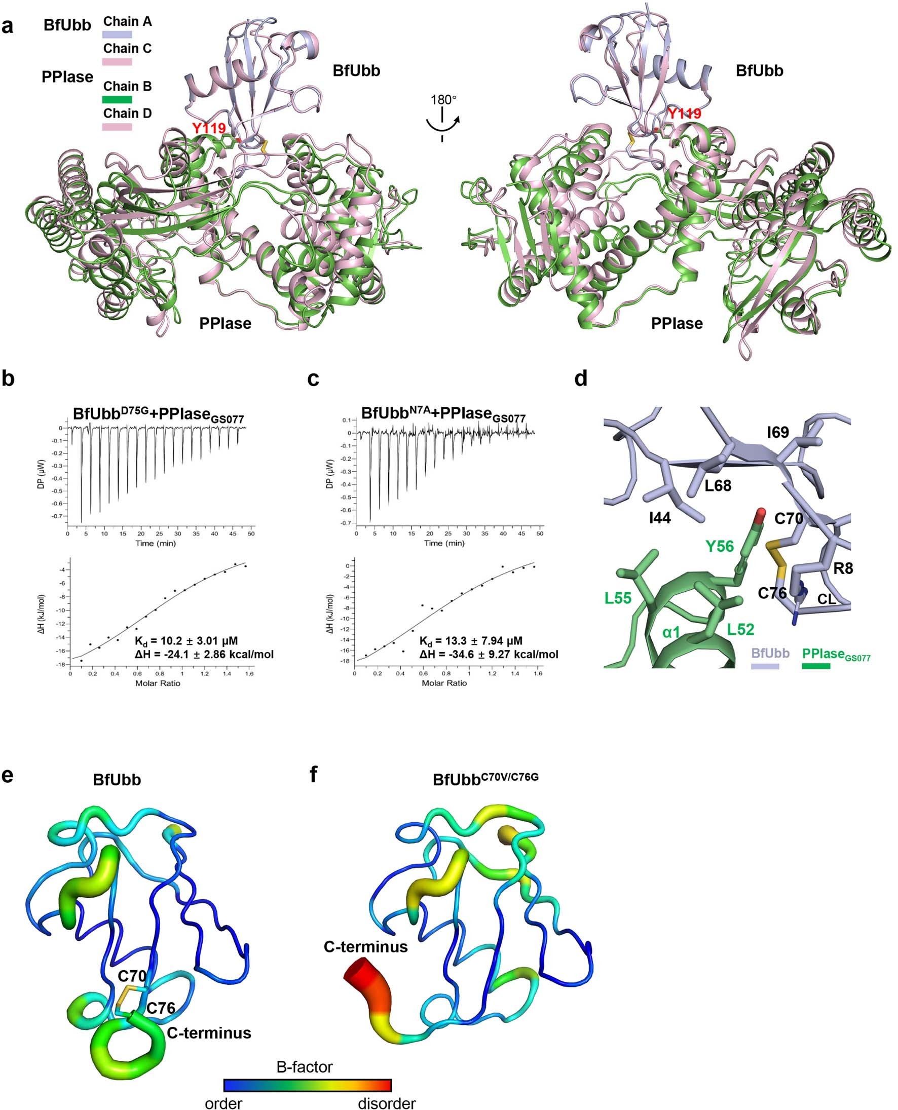 Extended Data Fig. 6: Crystal structures of the BfUbb–PPIaseGS077 complex and BfUbbC70V/C76G.