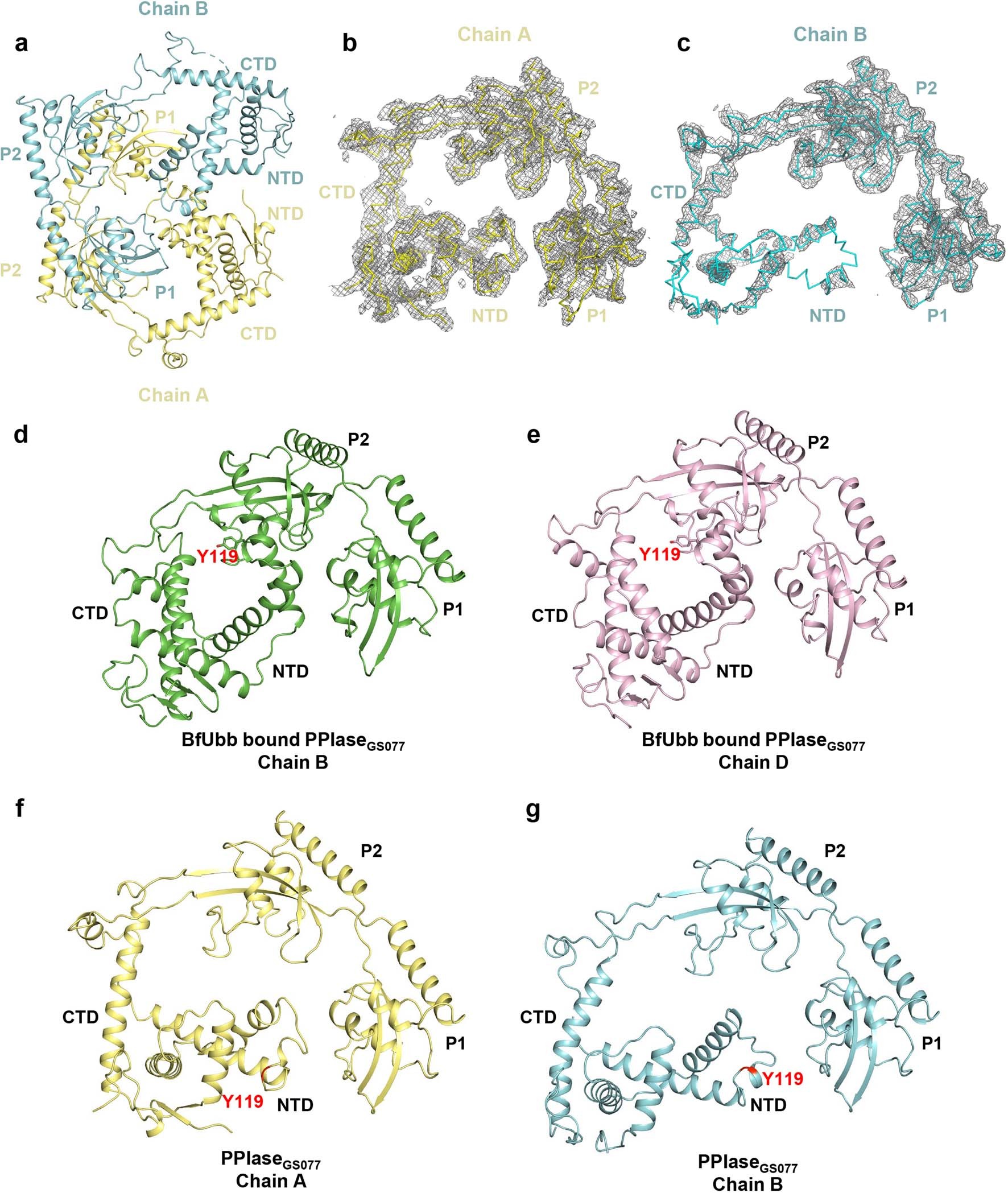 Extended Data Fig. 8: Crystal structure of the PPIaseGS077.