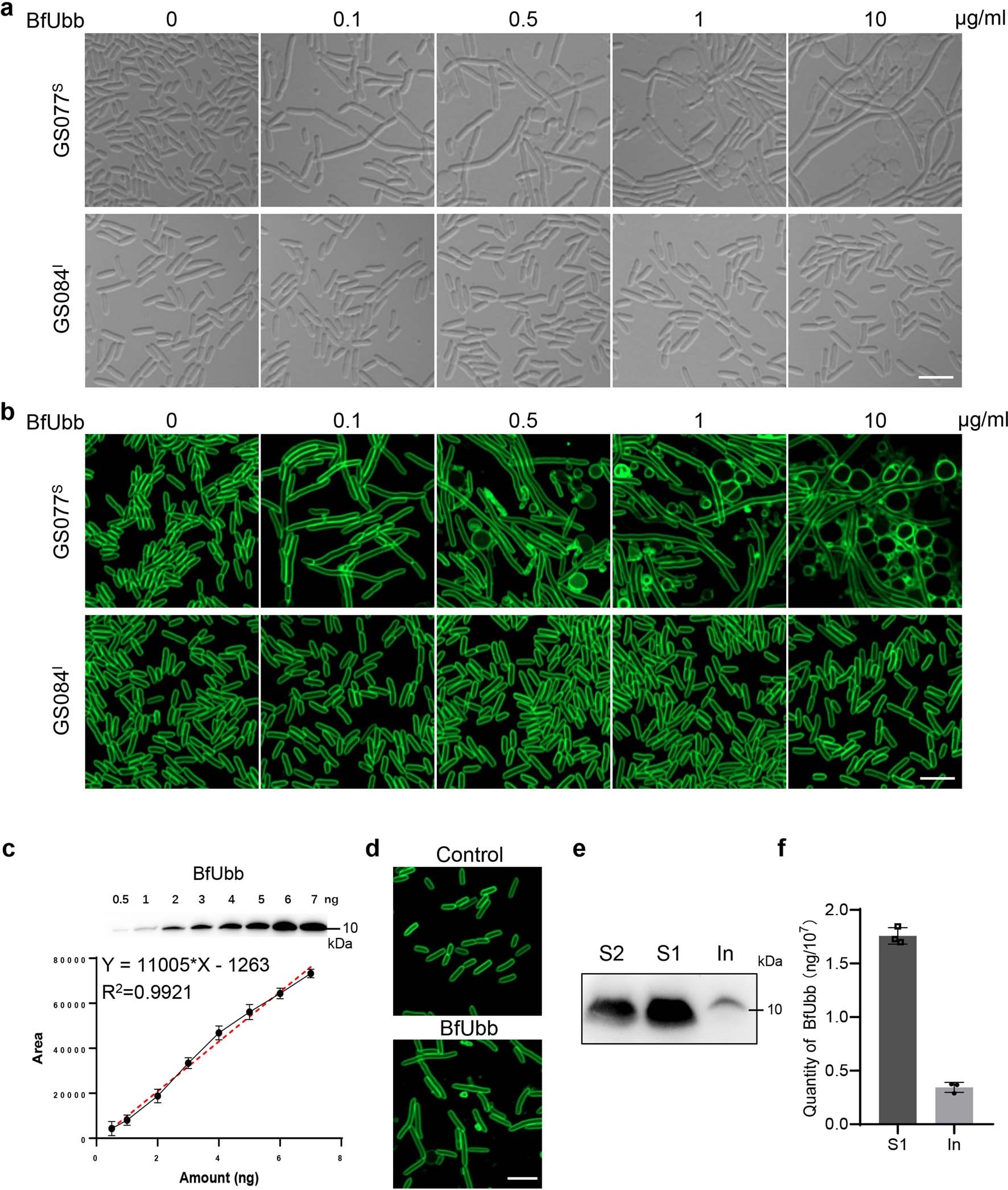 Extended Data Fig. 2: Morphology changes of B. fragilis GS077S or GS084I exposed to BfUbb.