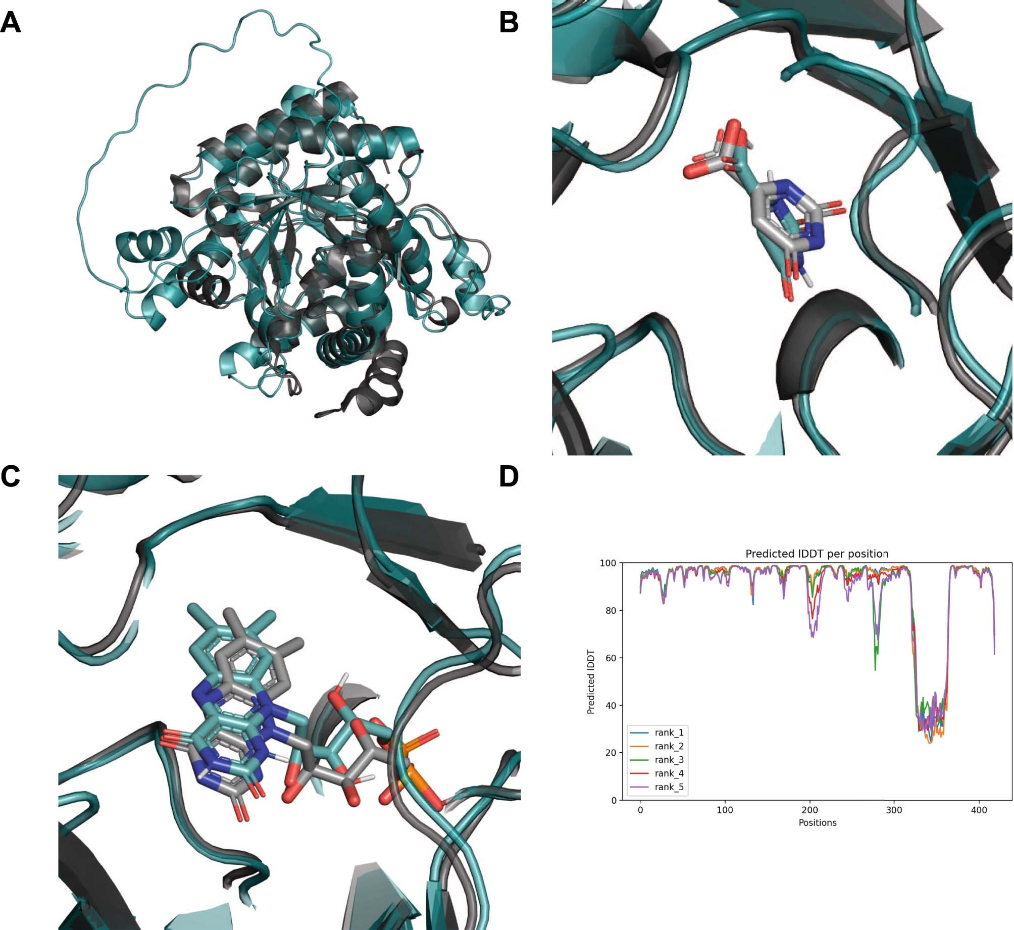 Extended Data Fig. 3: An Alphafold2 model of A. fumigatus DHODH.