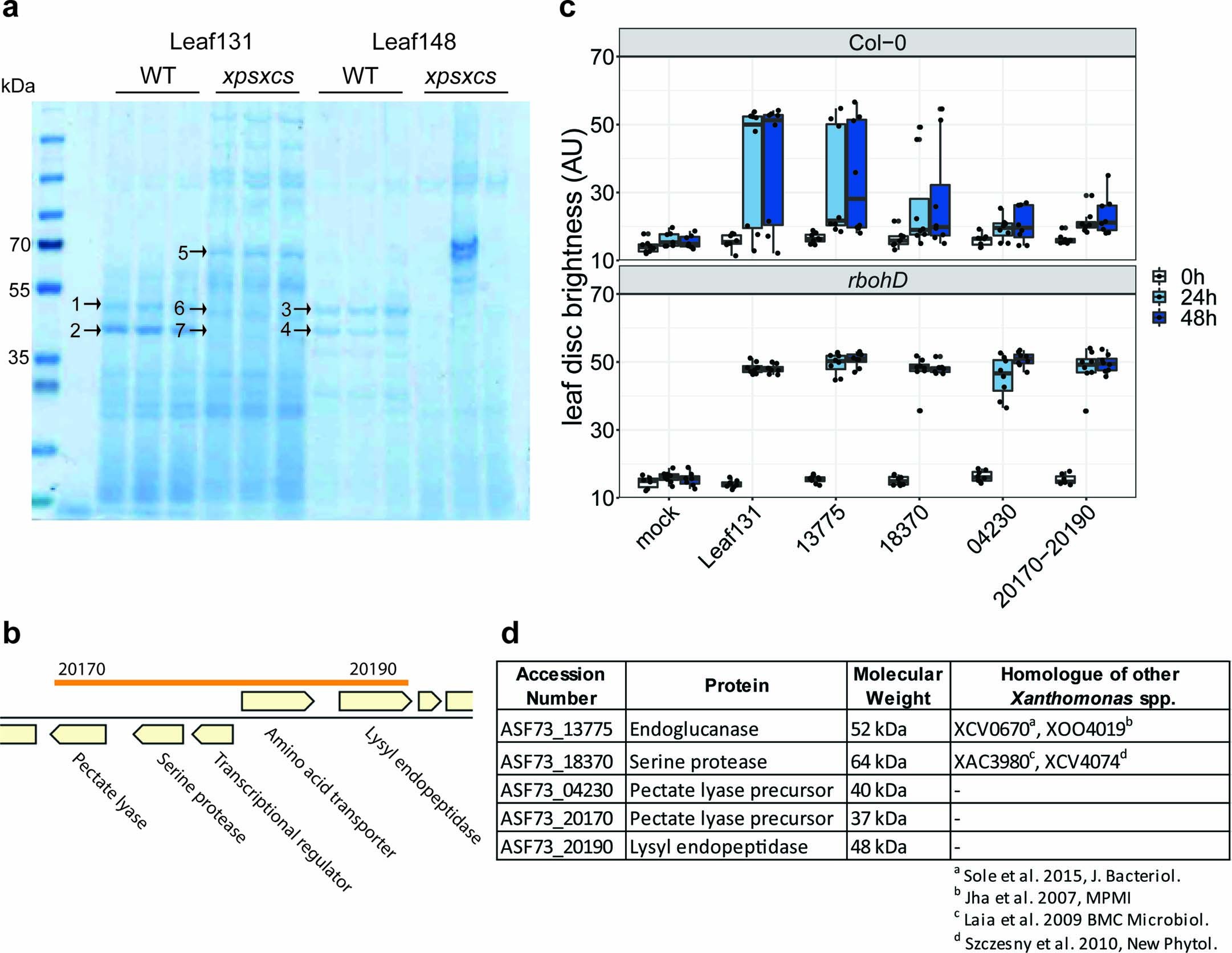 Extended Data Fig. 4: Proteomic analysis of supernatant from Xanthomonas Leaf131 and Leaf148 liquid culture identified T2SS-specific proteins.