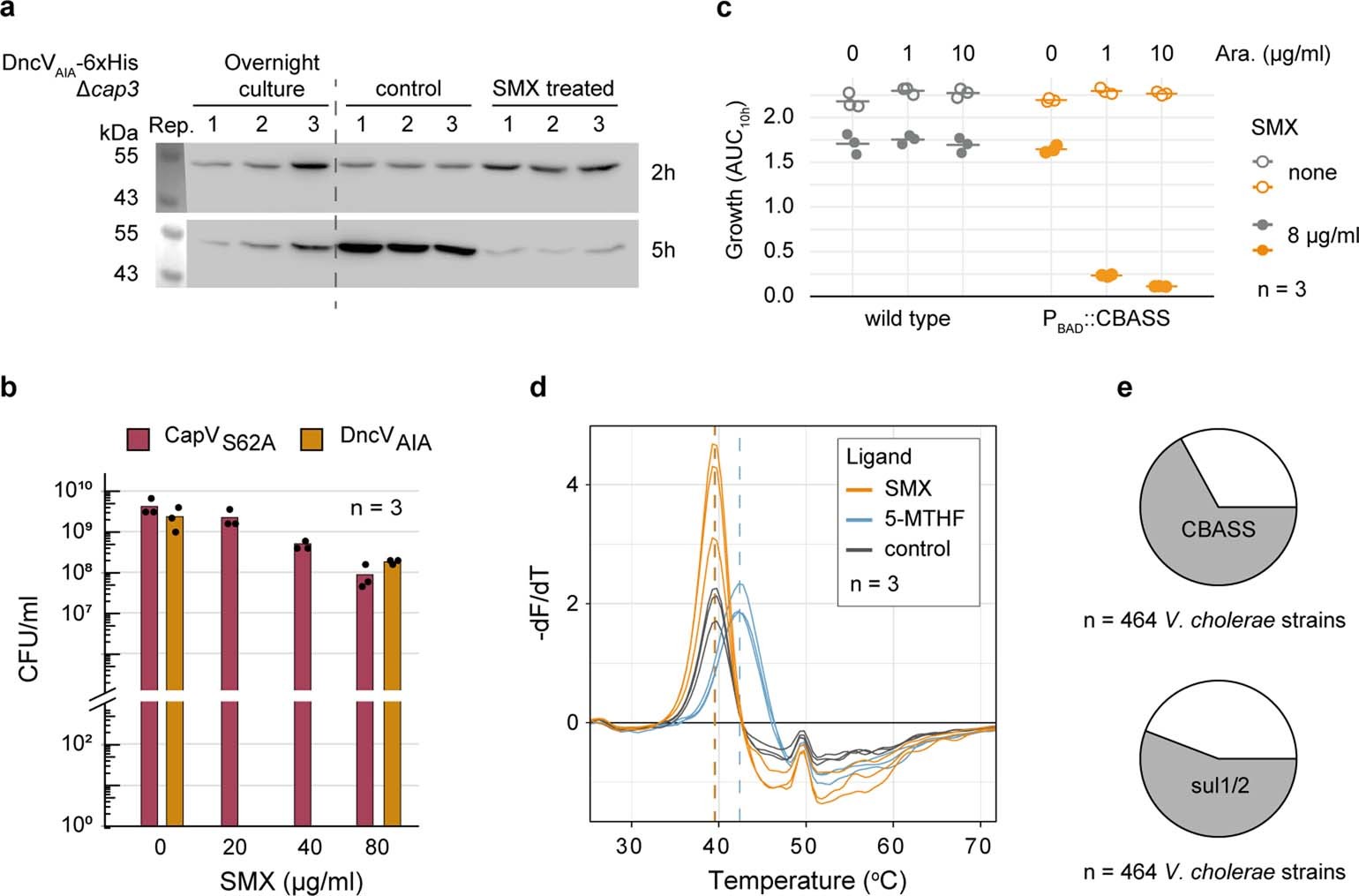 Extended Data Fig. 4: DncV is produced in V. cholerae and does not interact with SMX.