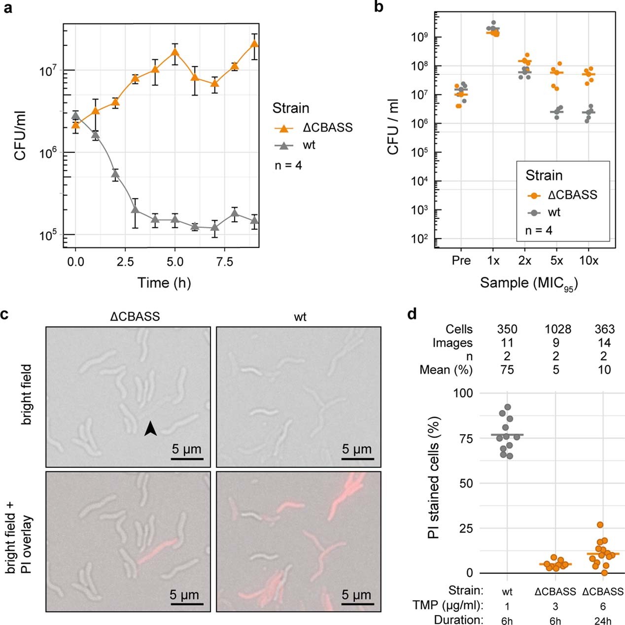 Extended Data Fig. 3: CBASS triggers cell death by lysis upon TMP treatment.