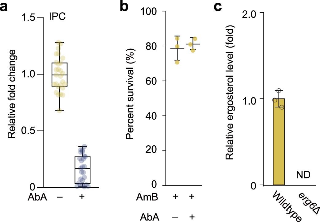 Extended Data Fig. 9: Pretreatment with AbA does not improve fungicidal efficacy of AmB in the erg6Δ mutant strain.