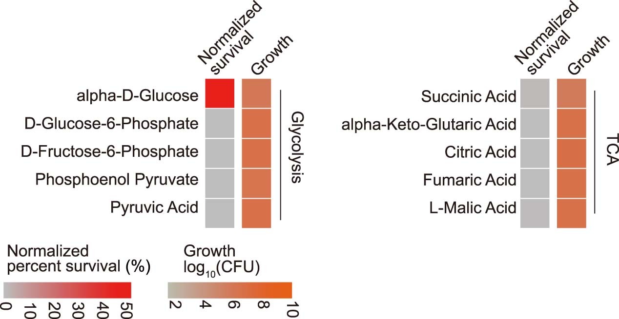Extended Data Fig. 3: Glucose, but not its metabolic intermediates, induces AmB tolerance in C. neoformans.
