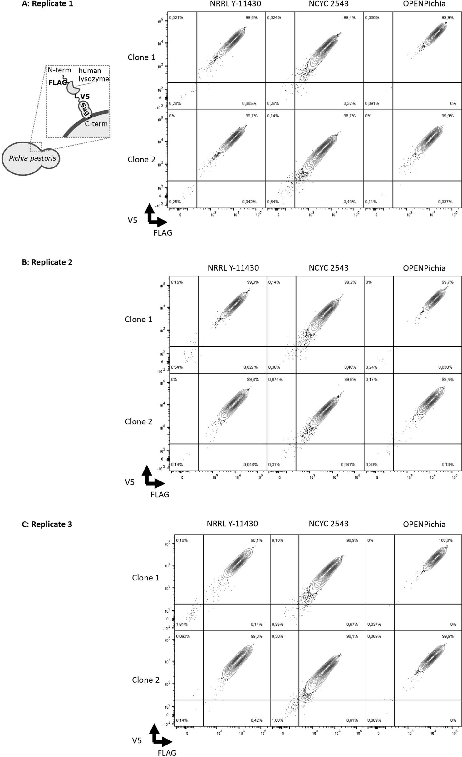 Extended Data Fig. 5: Surface display phenotype of Pichia pastoris strains NRRL Y-11430, NCYC 2543 and OPENPichia.