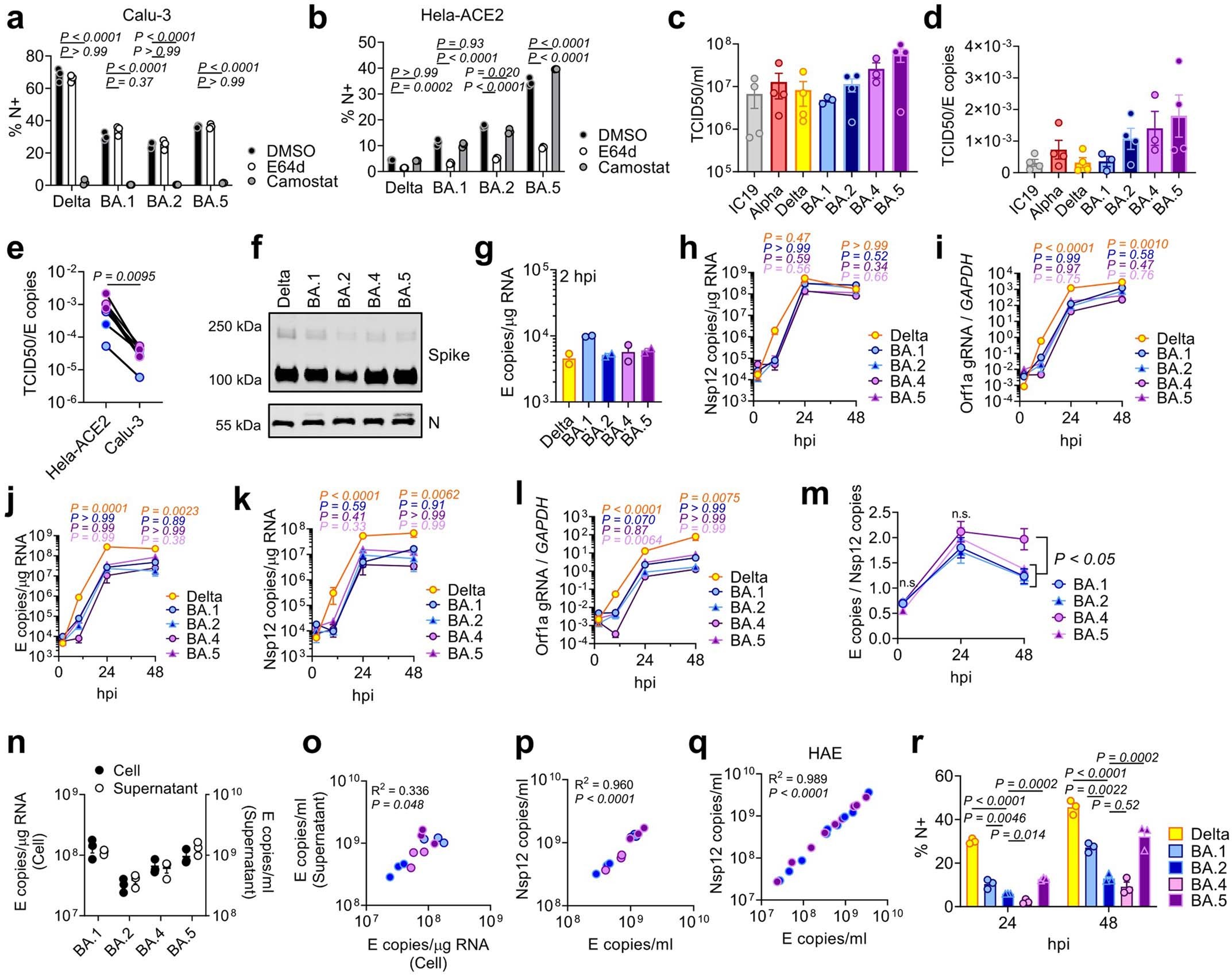 Extended Data Fig. 1: Replication measurements of SARS-CoV-2 variants.