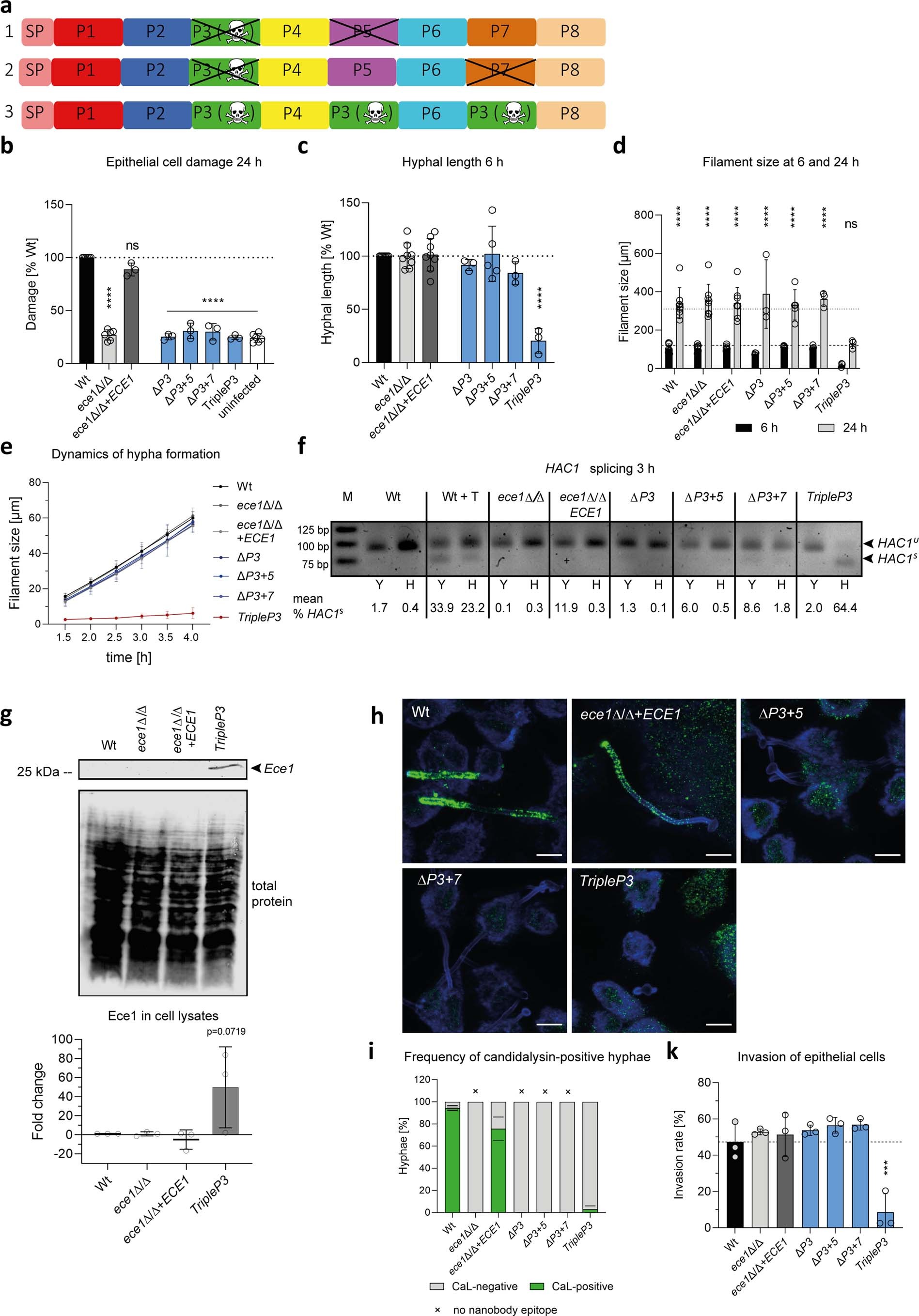 Extended Data Fig. 8: Candidalysin is the driver of ER stress and UPR in NCEP mutants.
