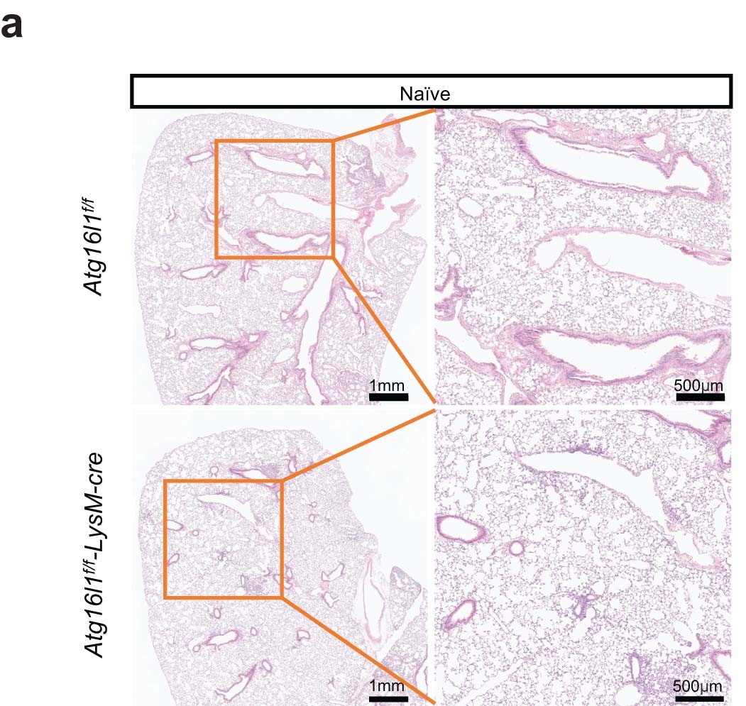 Extended Data Fig. 4: Histology analysis of naïve mouse lungs.