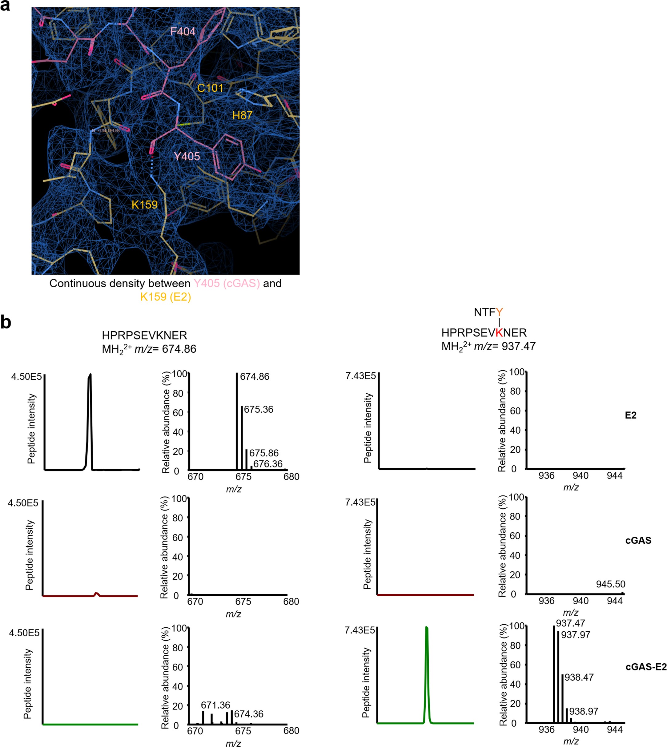 Extended Data Fig. 5: Characterization of the bond formed between cGAS Y405 and E2 K159.